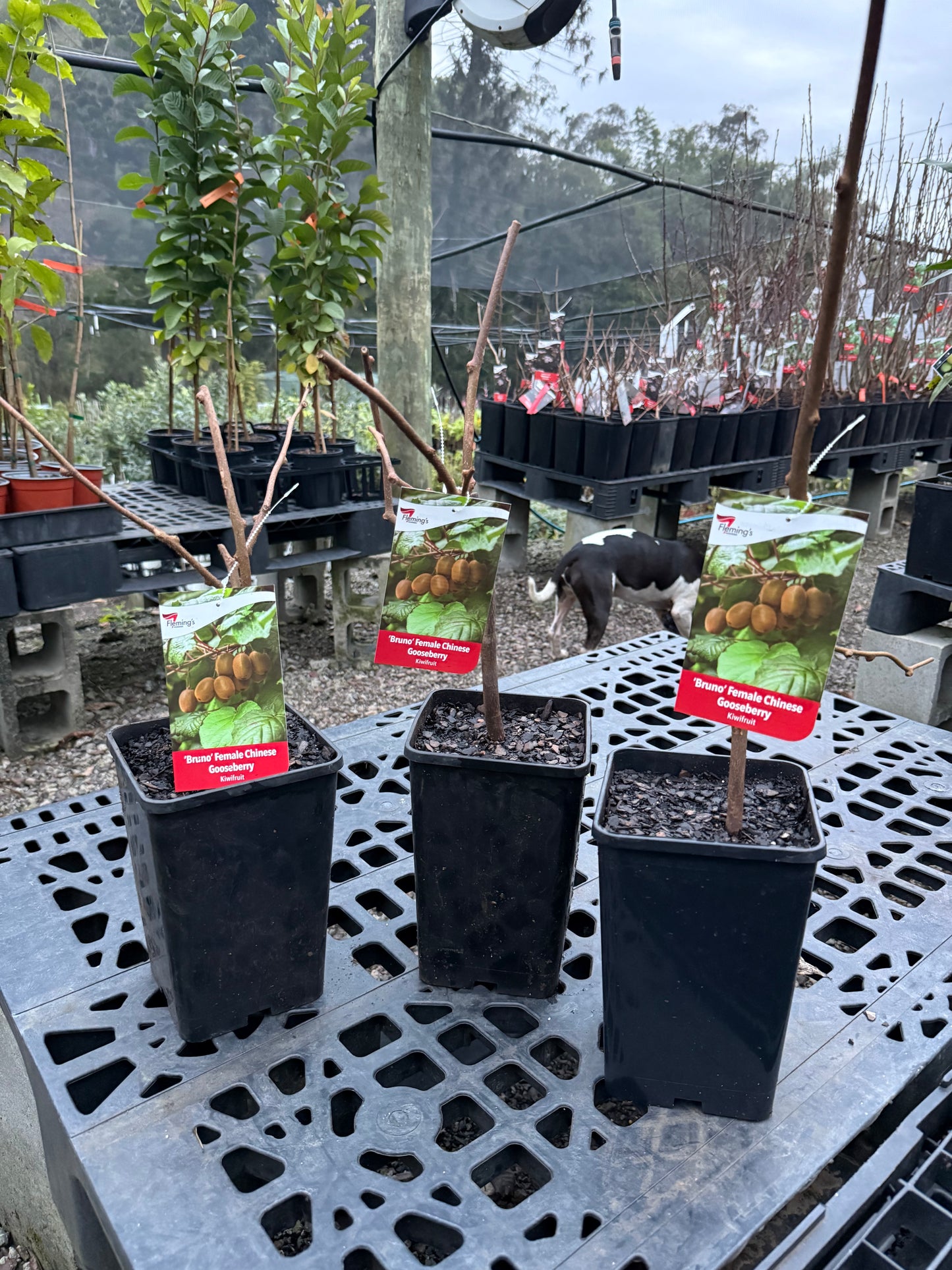 Kiwi - Bruno Female ( Bare Root Potted )
