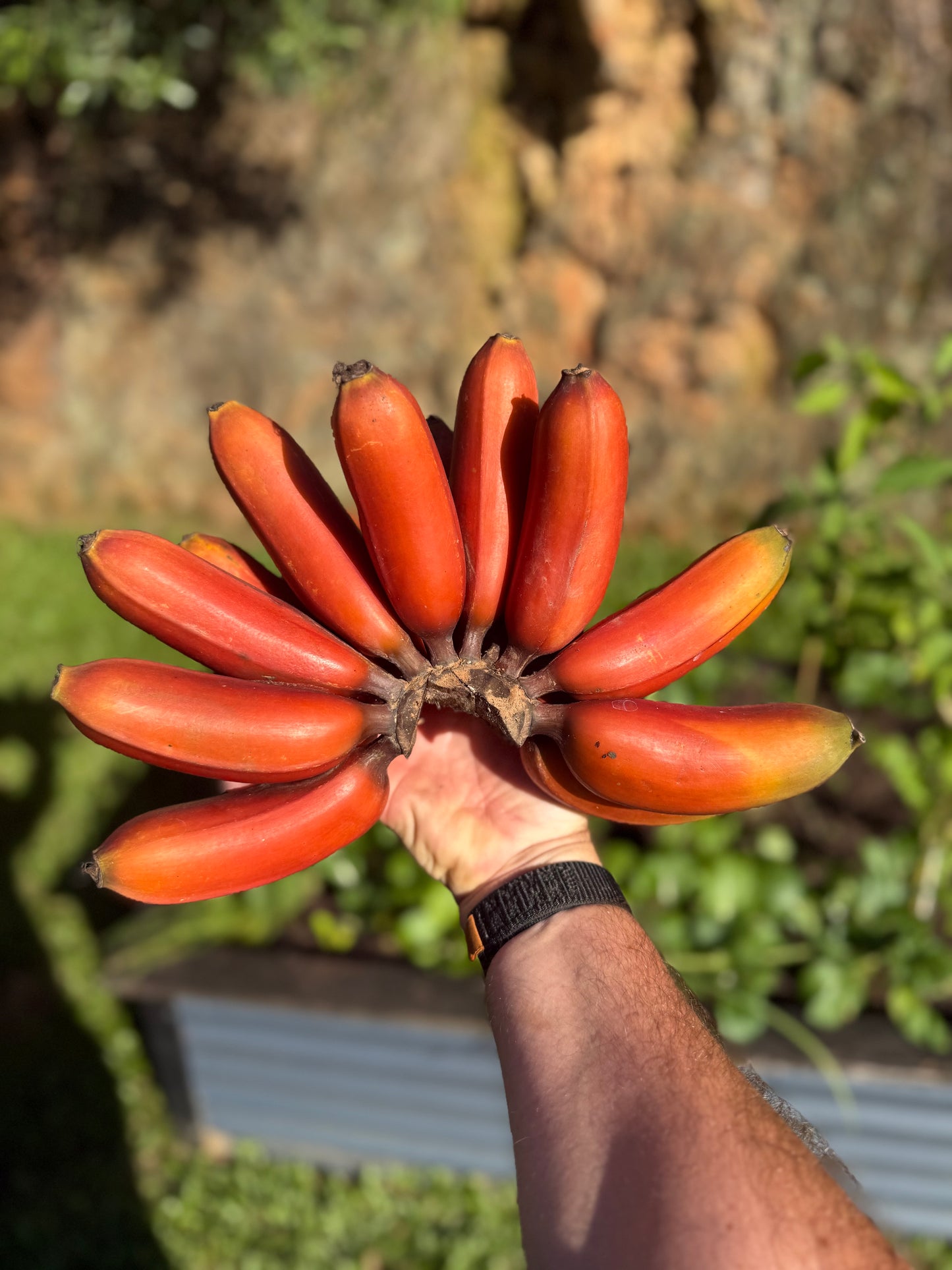 Banana Red Dacca 90mm (QLD ONLY)