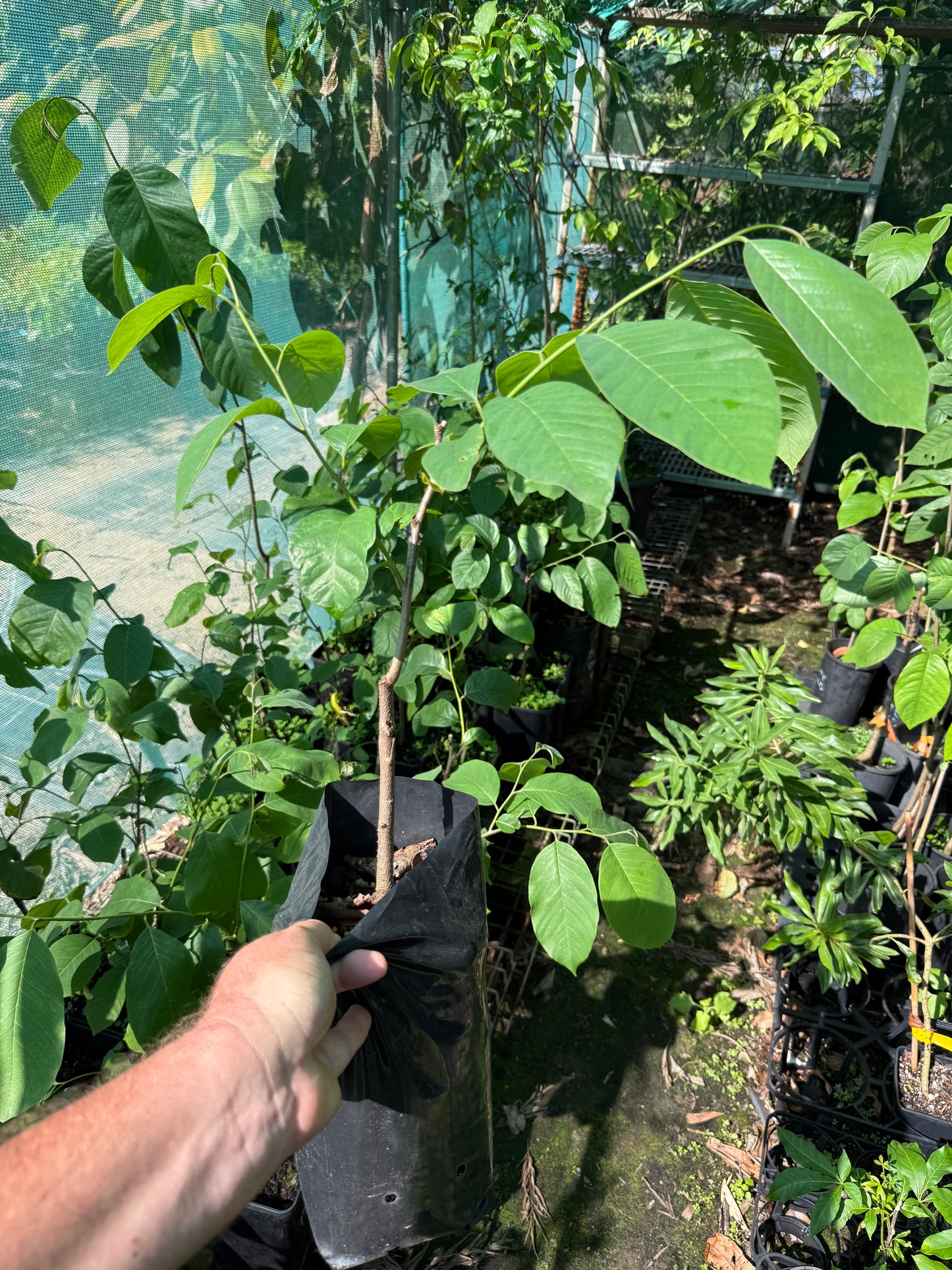 Cherimoya Atkinson 4l