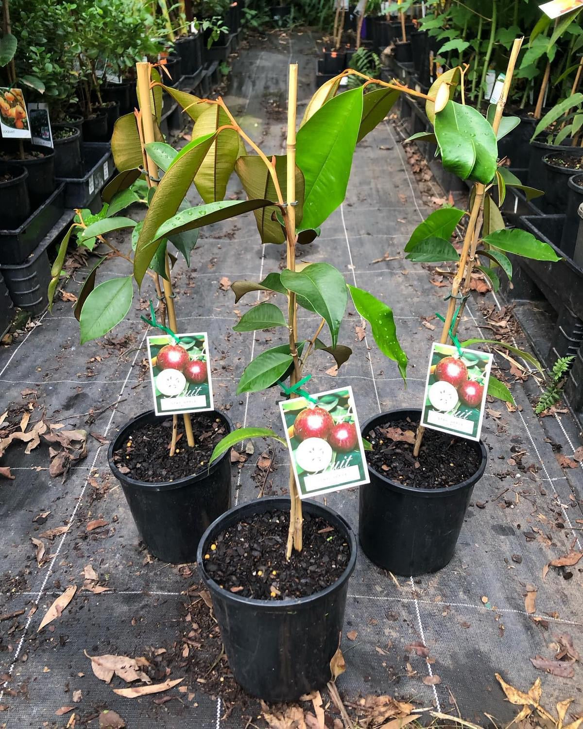 Star apple Newcomb Grafted