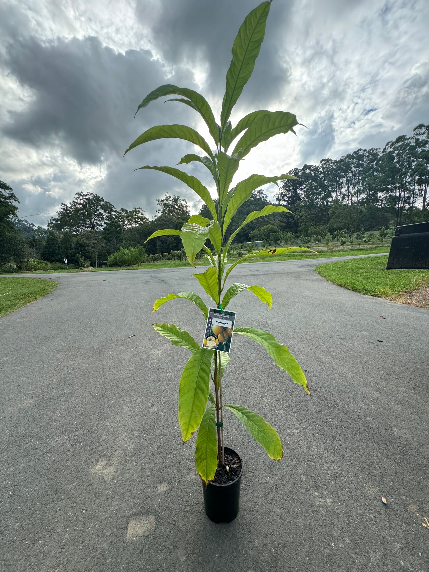 Buy E4 Abiu Tree Online in Australia – Ross Creek Tropicals