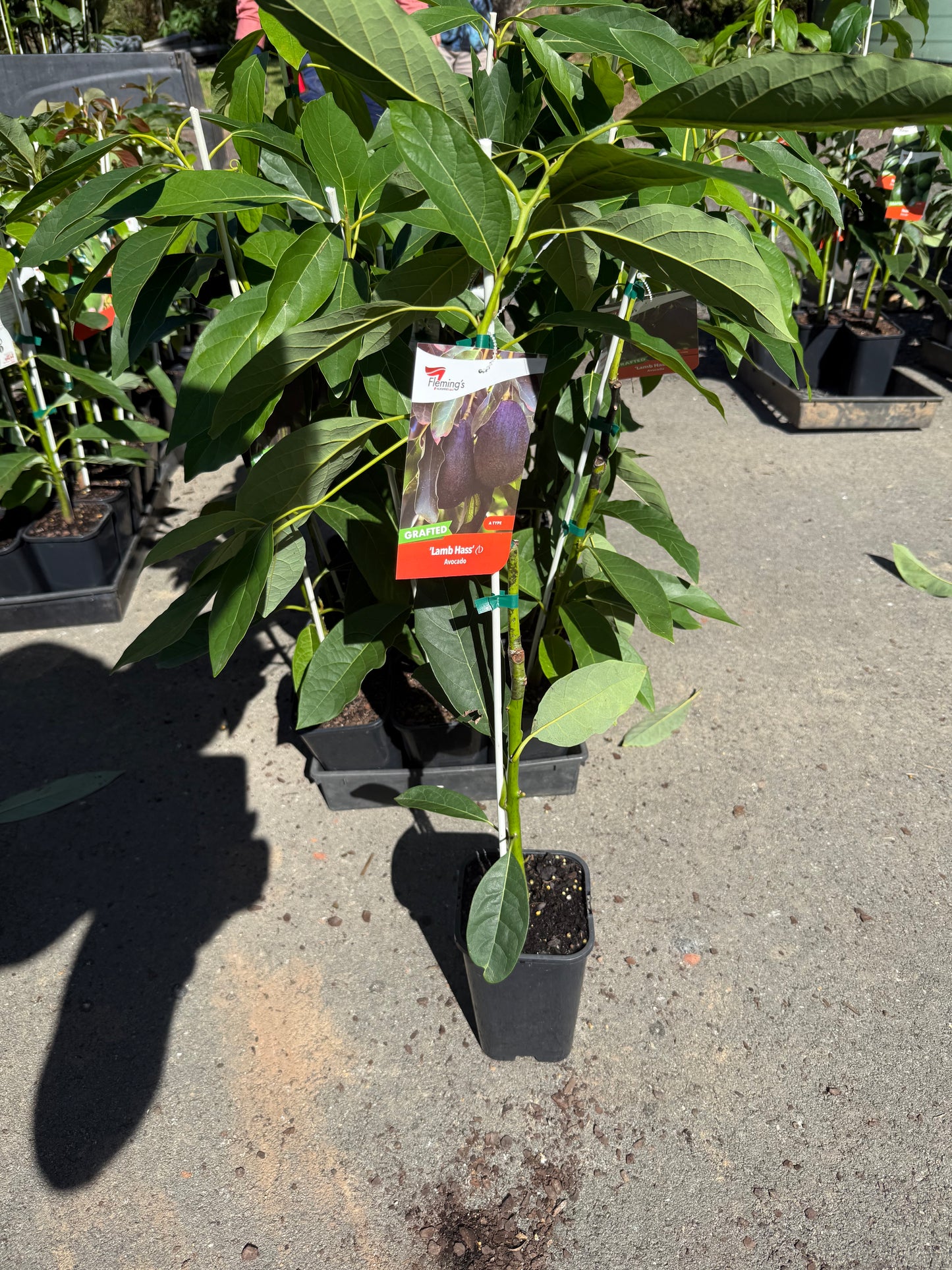 Avocado-Lamb Hass DWARF (A Type) 2L