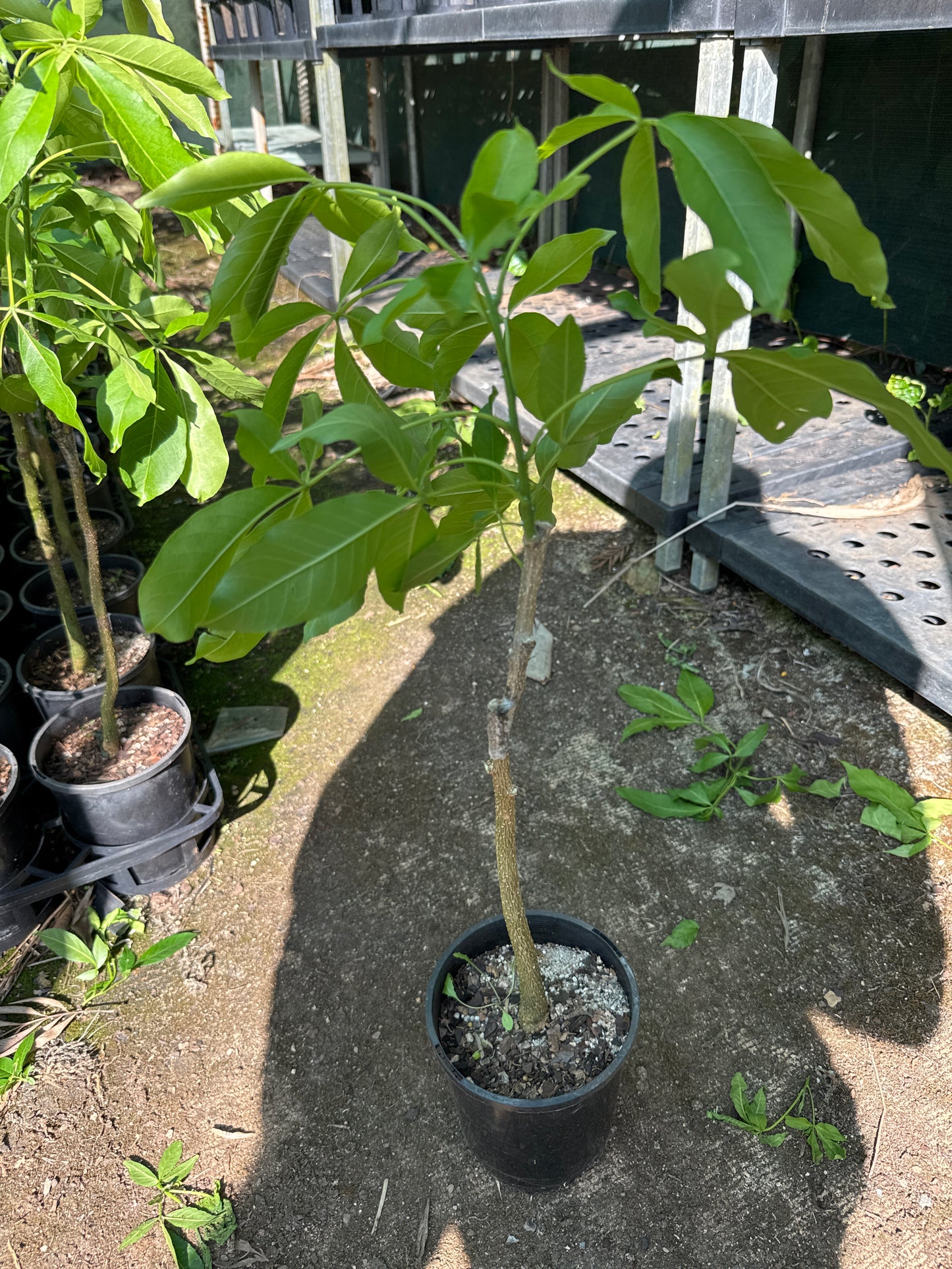 White Sapote - Lemon Gold Grafted