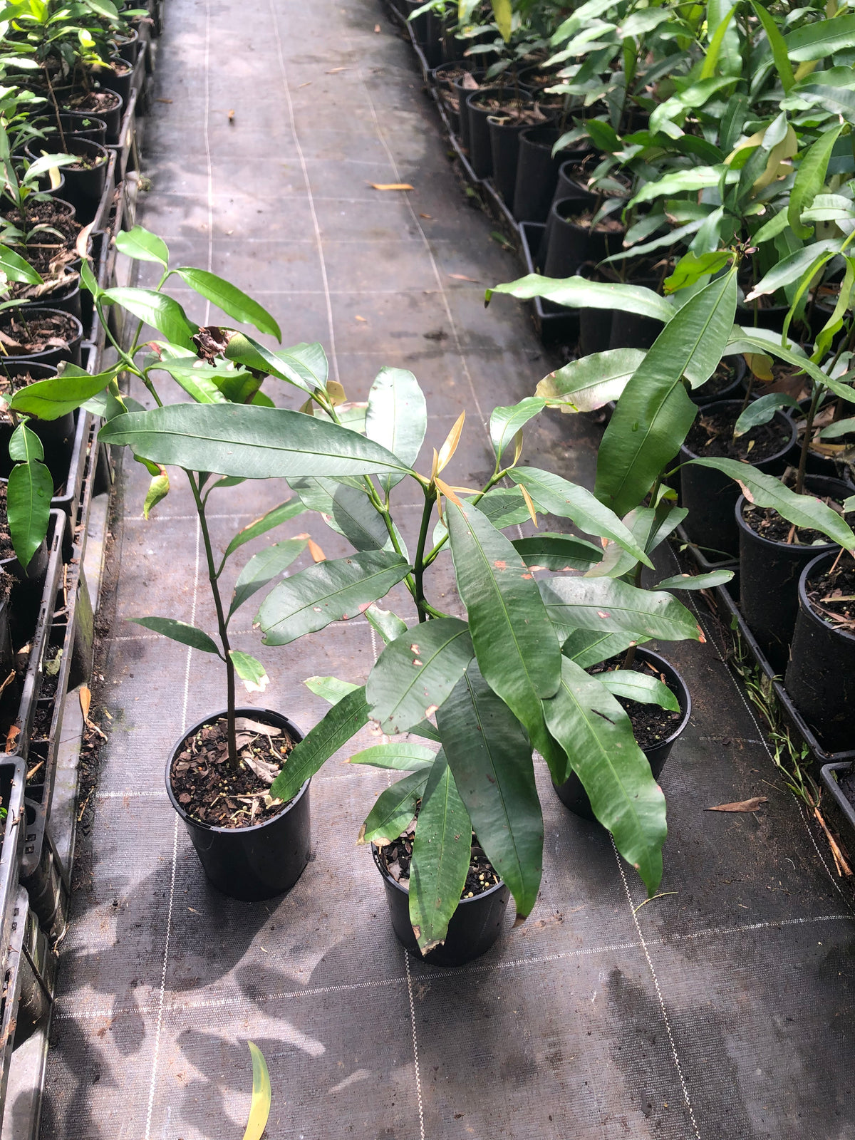 Accha Tree Buy Achacha Tree Online – Ross Creek Tropicals