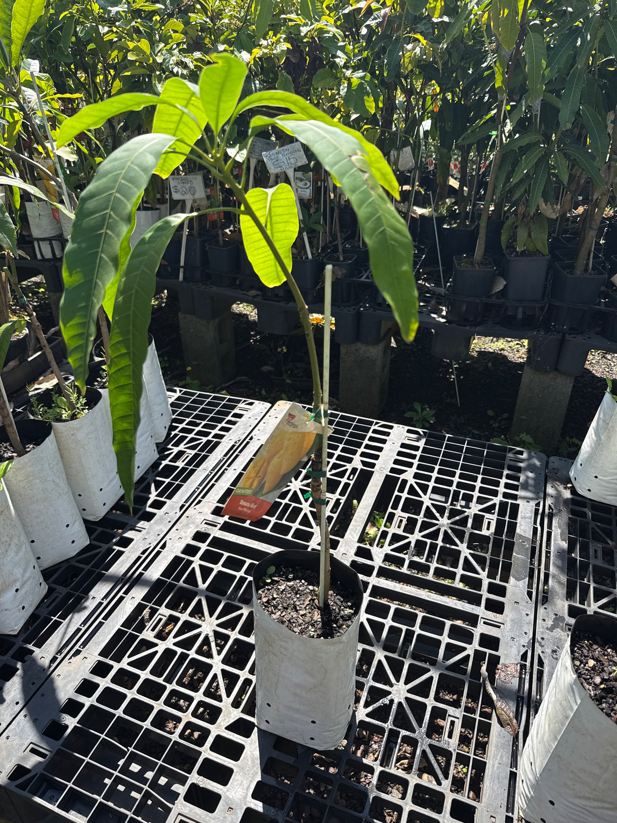 Dwarf Mango - Banana Ken 5L