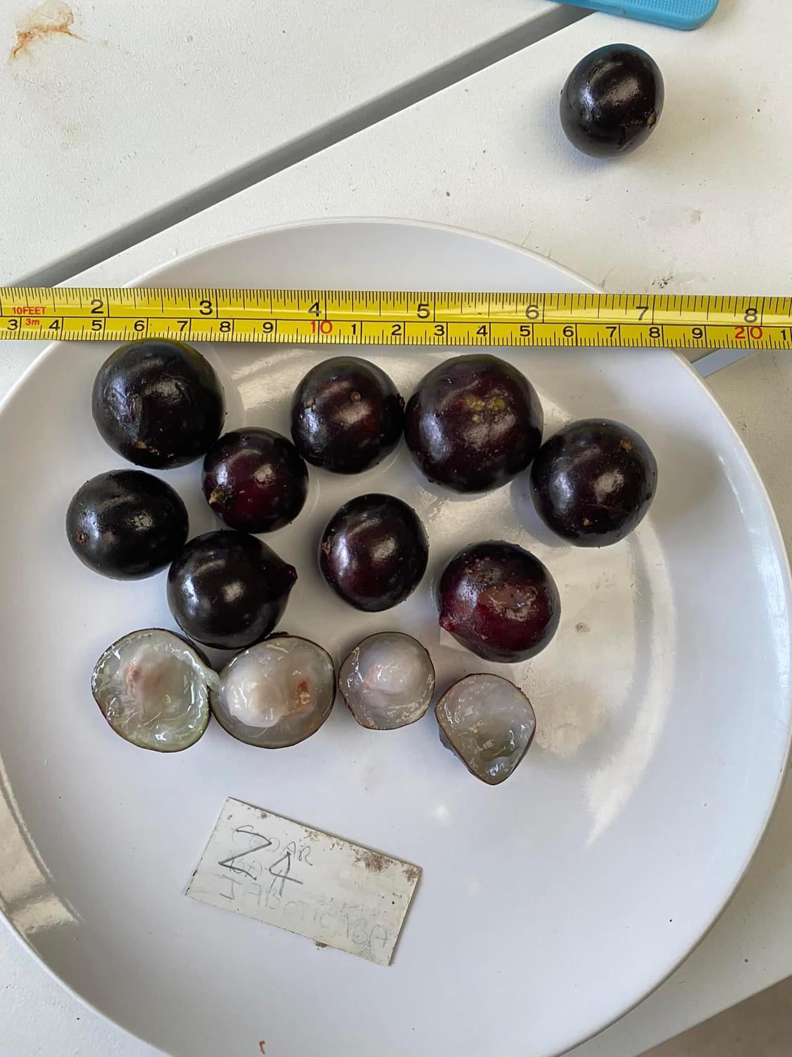 Jaboticaba Z4 - Advanced 4l