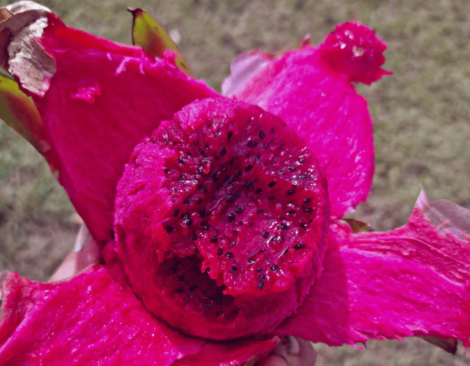 Dragon fruit - Columbian Supreme