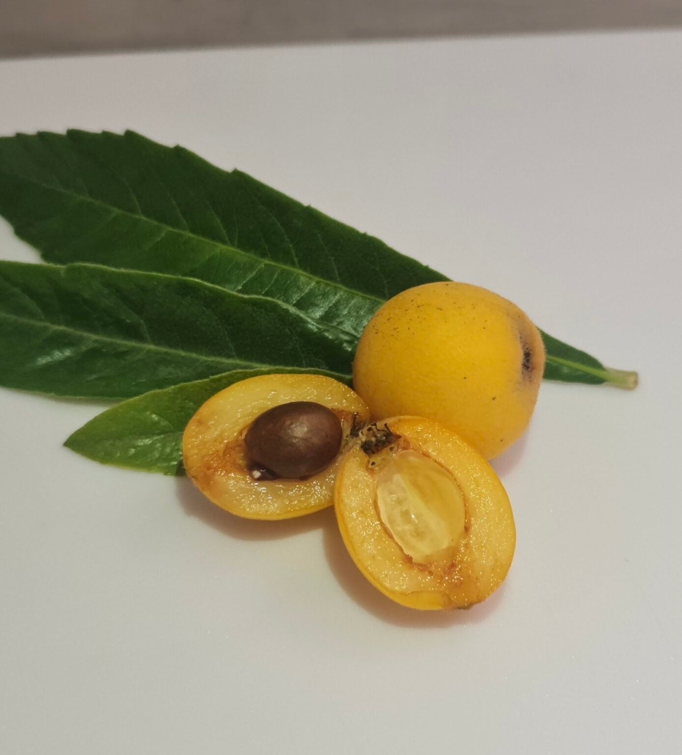 Loquat Grafted - Honey Dew