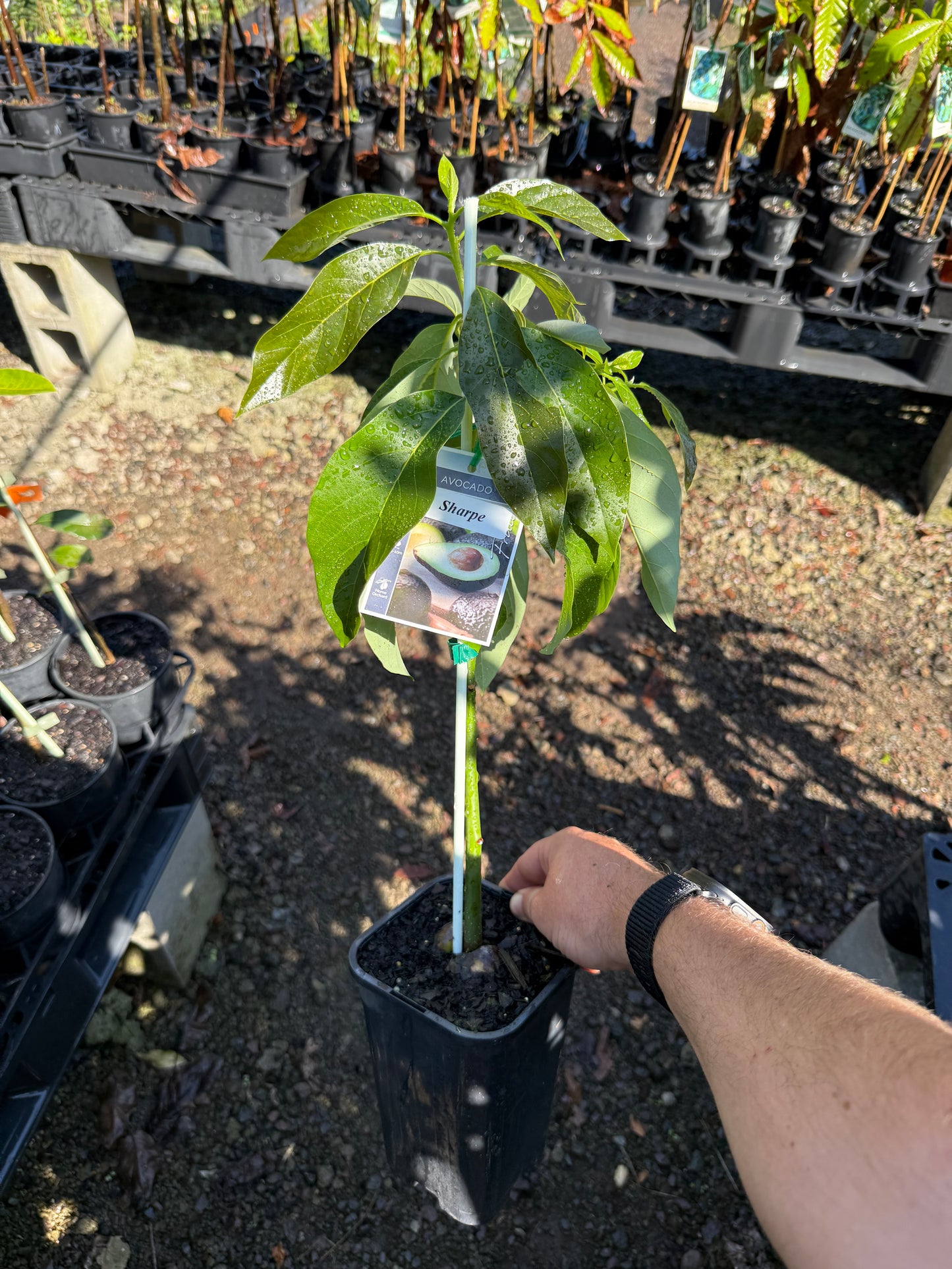 Russell Avocado (A Type )2l