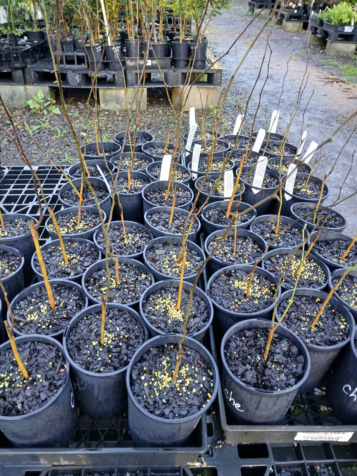 Che Fruit - Mandarin Melon Berry - Grafted (Bare Root Potted)