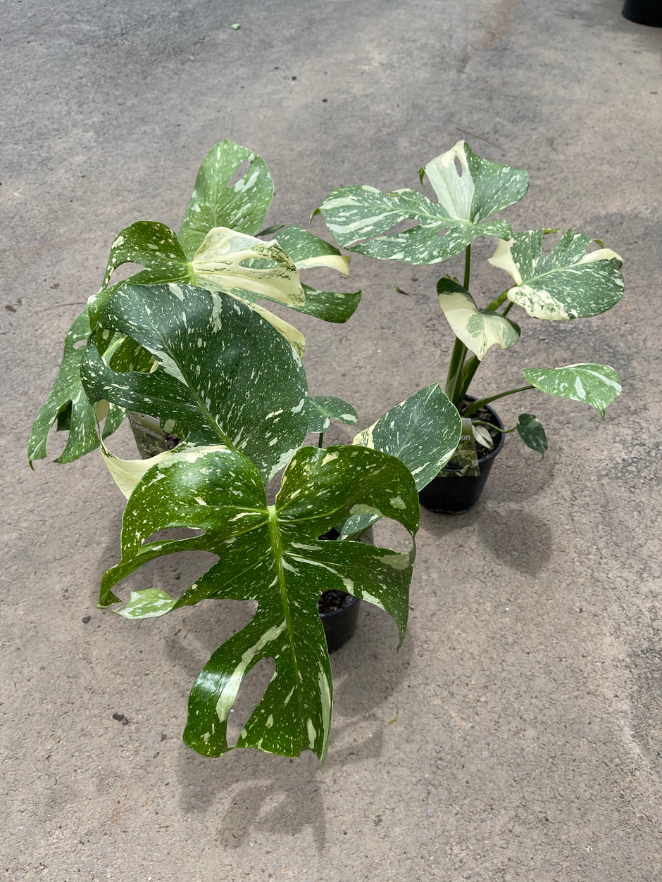 Buy Rare Plants and Fruit trees Delivered to your door! Ross Creek