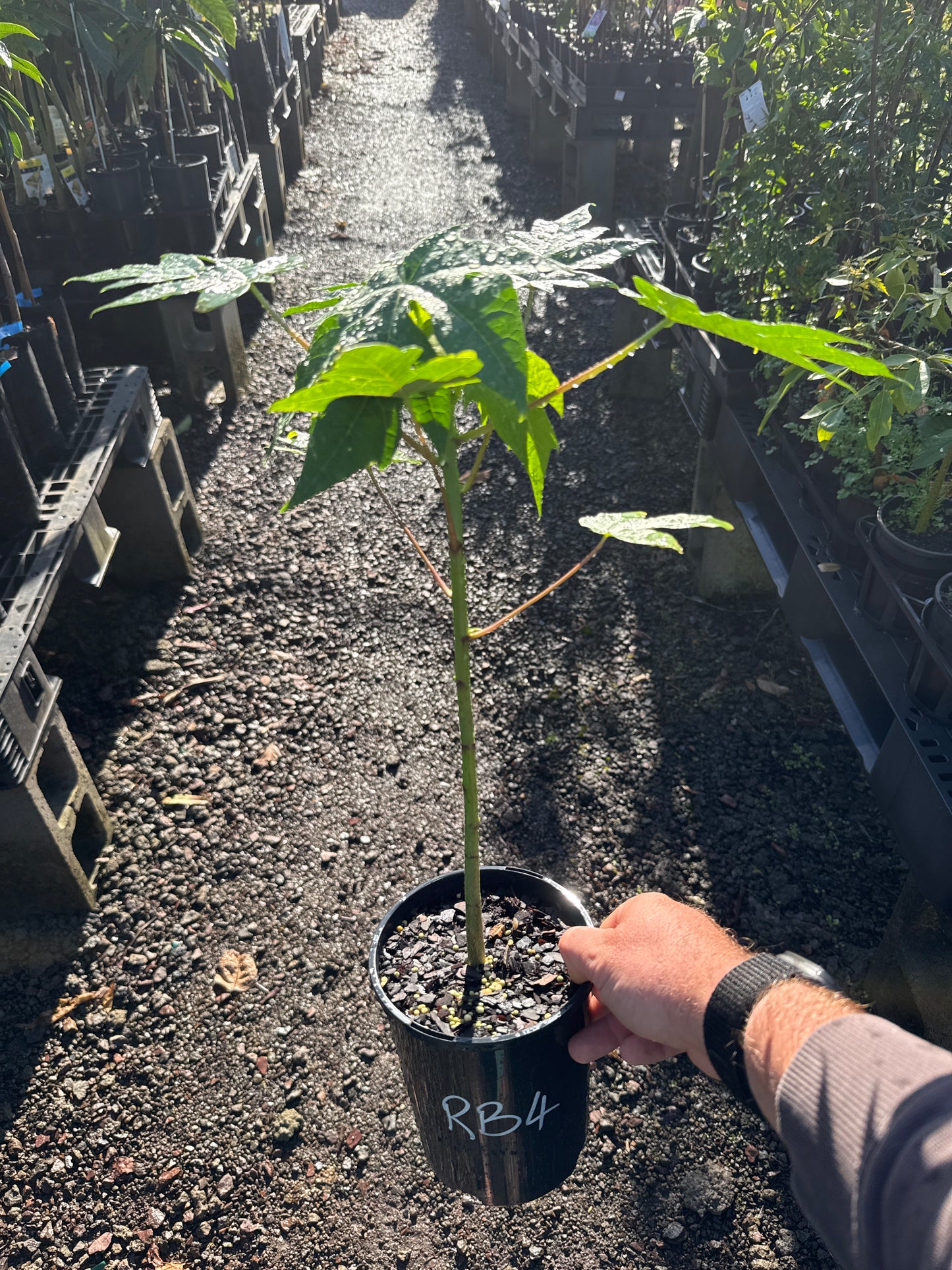 Papaya - RB4 Hybrid