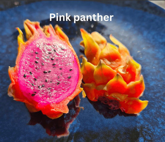 Dragon fruit - Pink panther