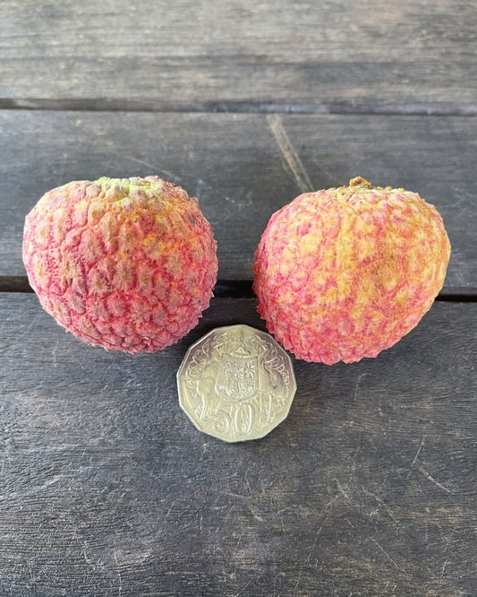 Dwarf Lychee - Chucka Puc