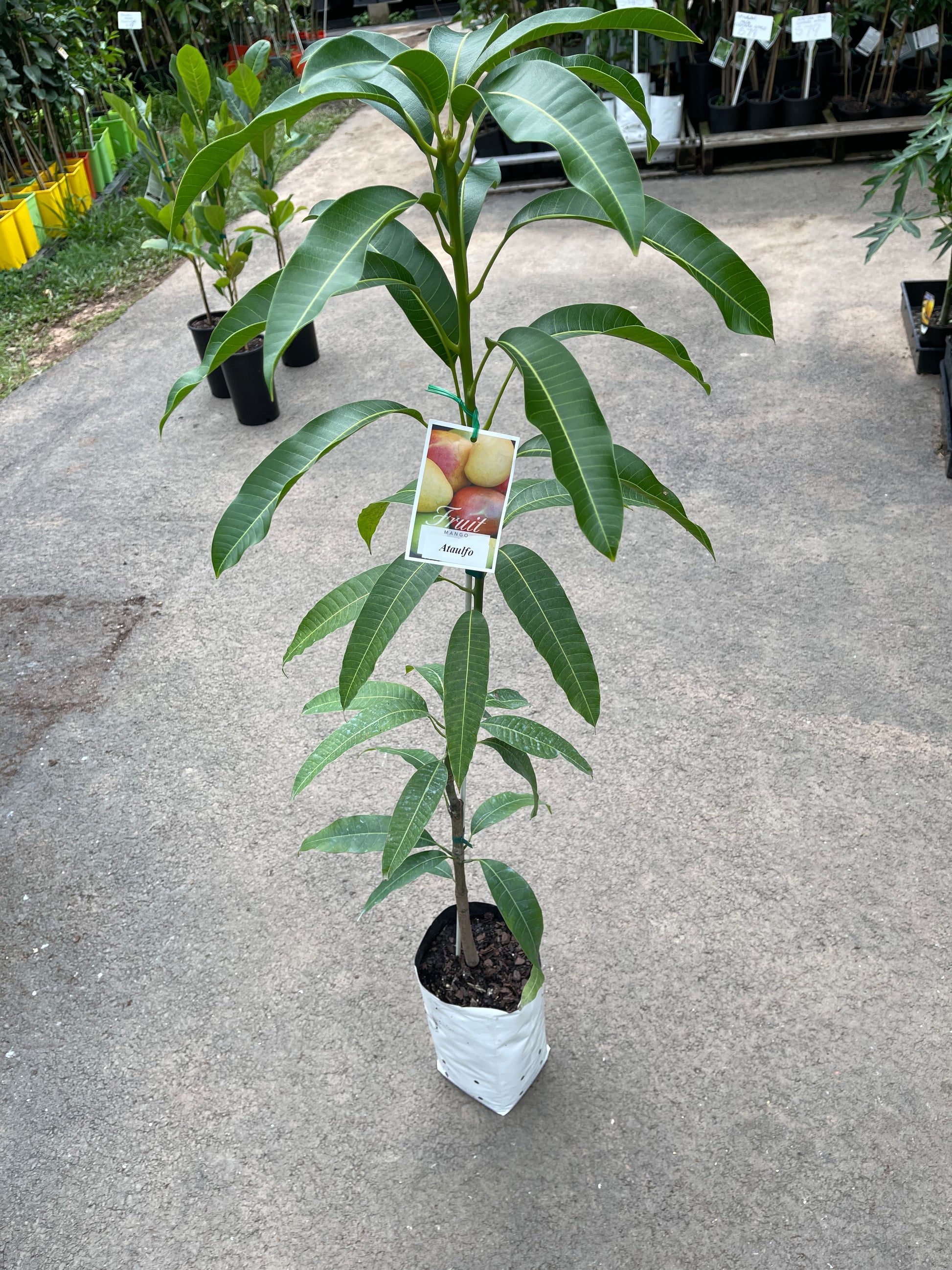 Buy Mango Ataulfo (Honey Mango) Tree Online delivered to your door