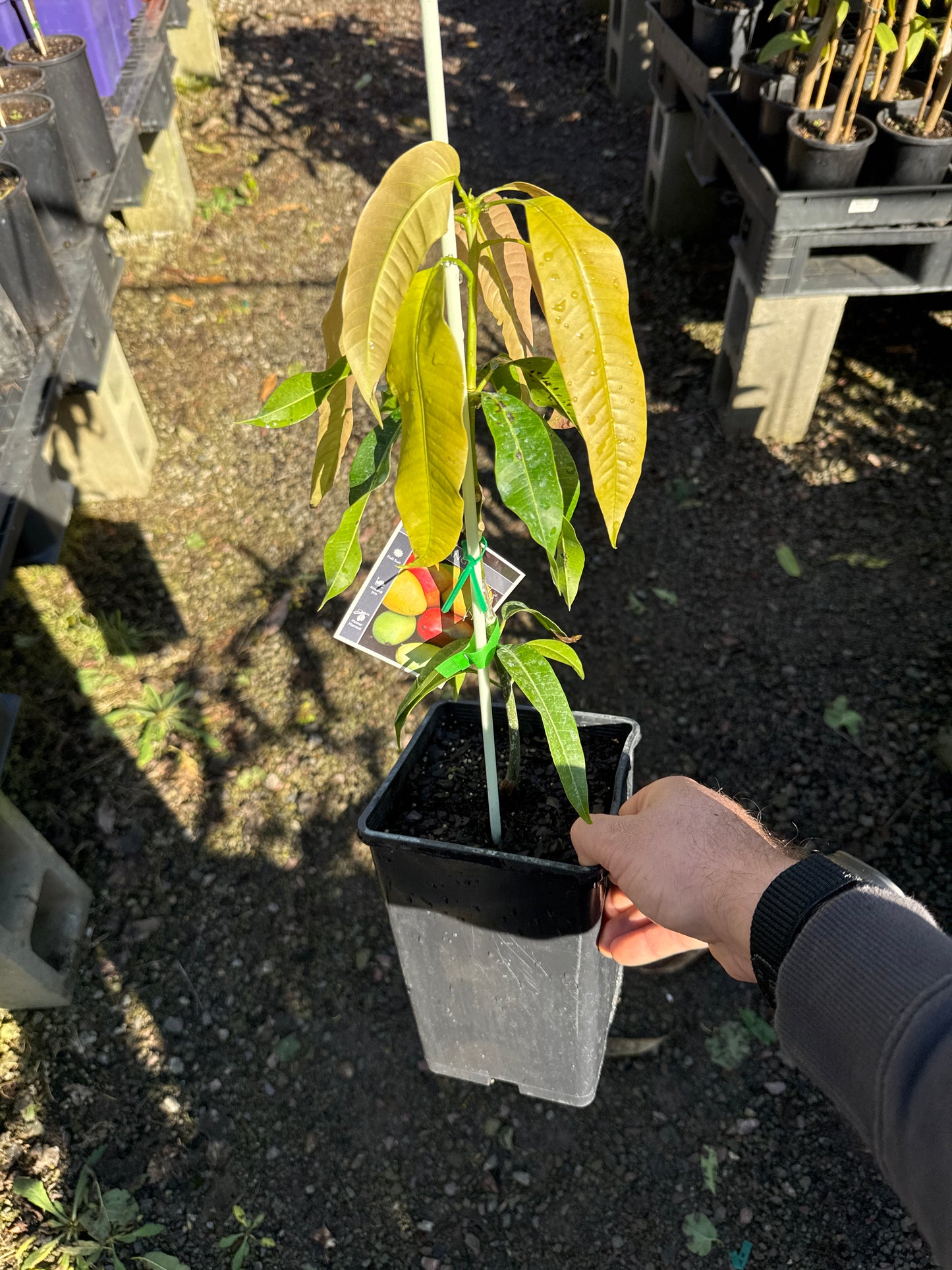 Mango - Cat Chu- Small 5l