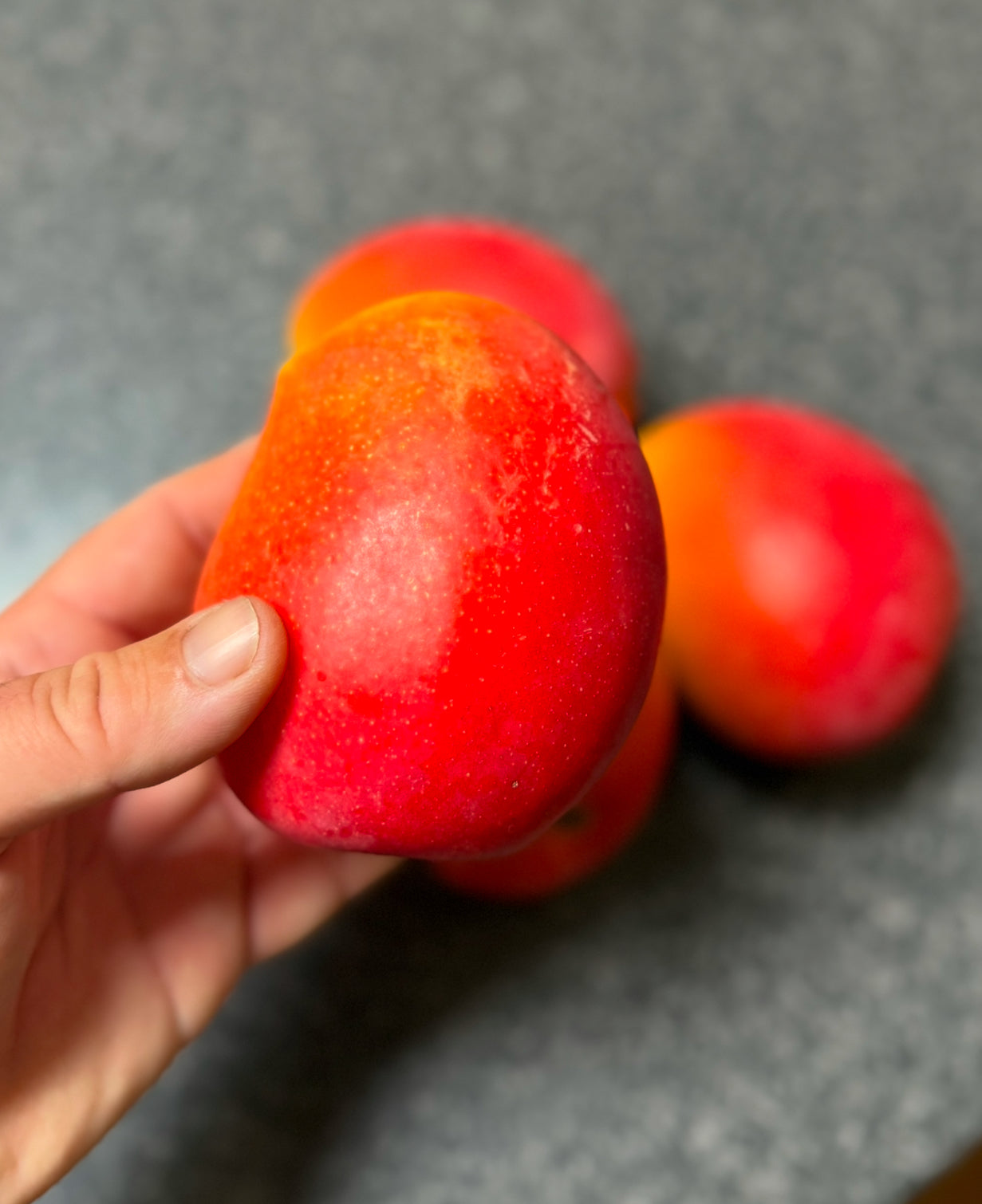 Mango - Kensington Red - Semi Dwarf