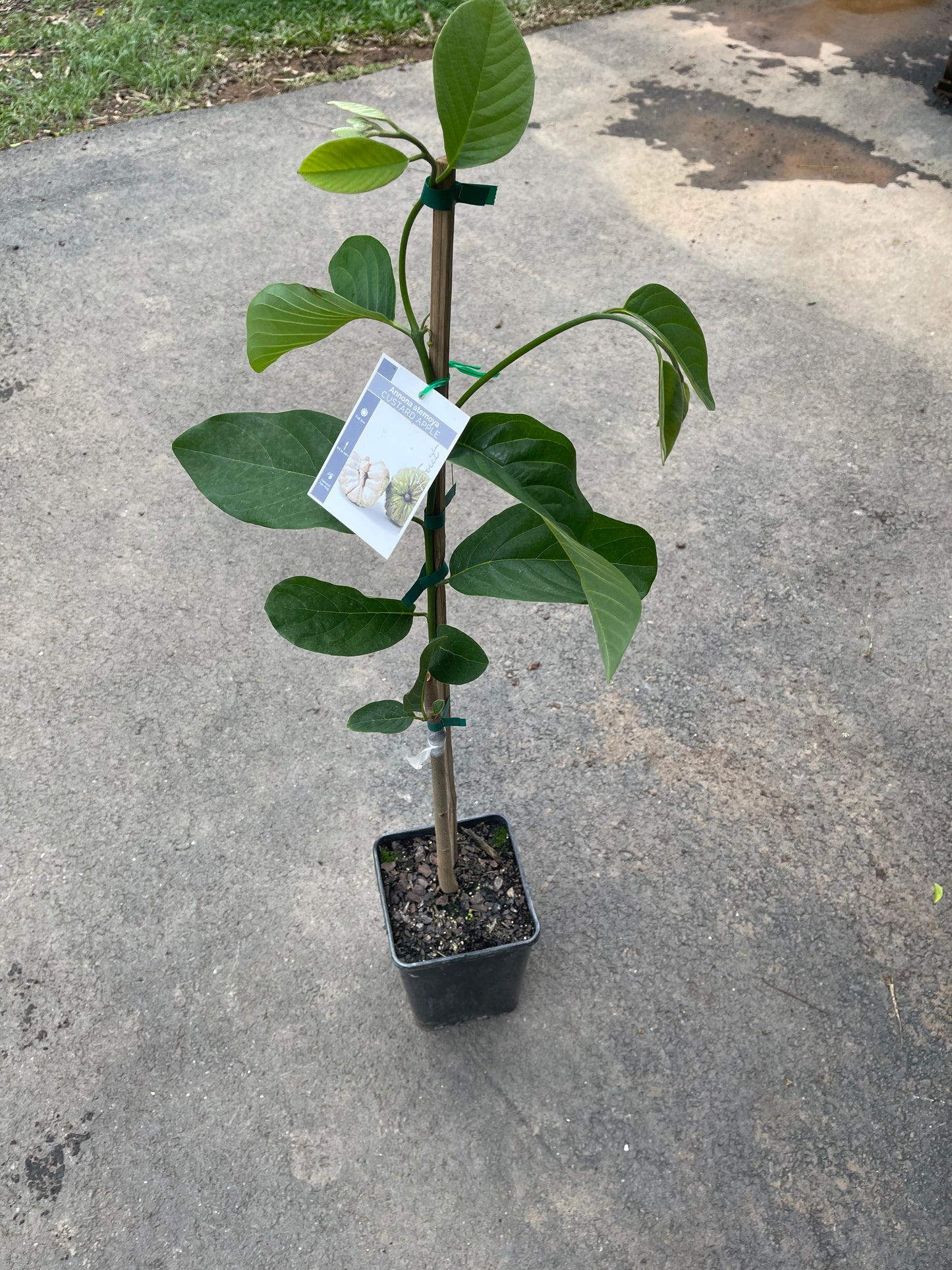 Custard Apple - Pinks Mammoth 5l