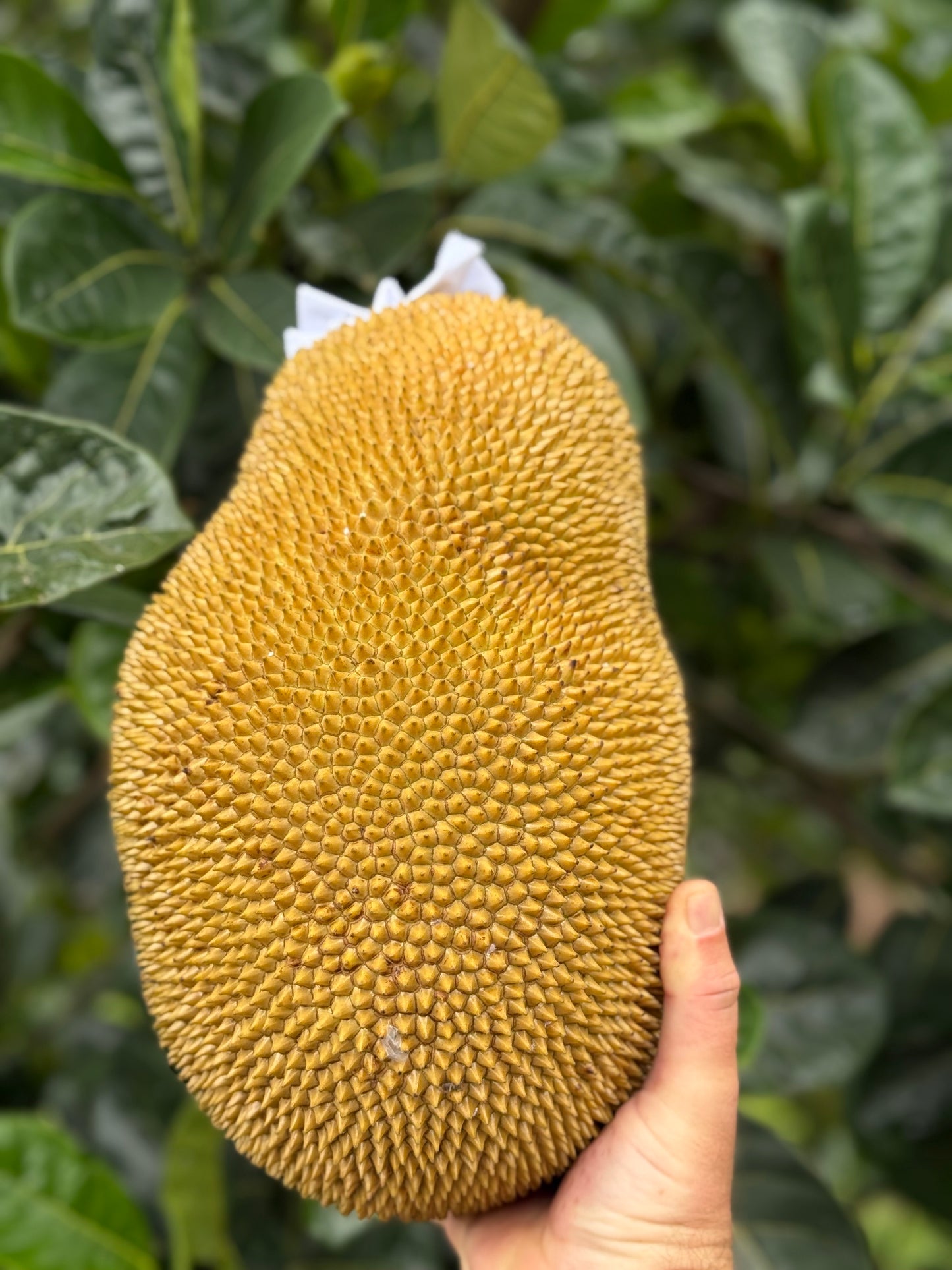 Jackfruit Grafted - Black Gold
