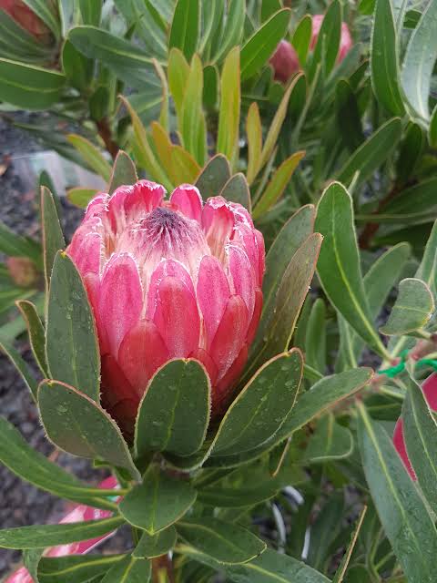 Protea - Special Pink Ice