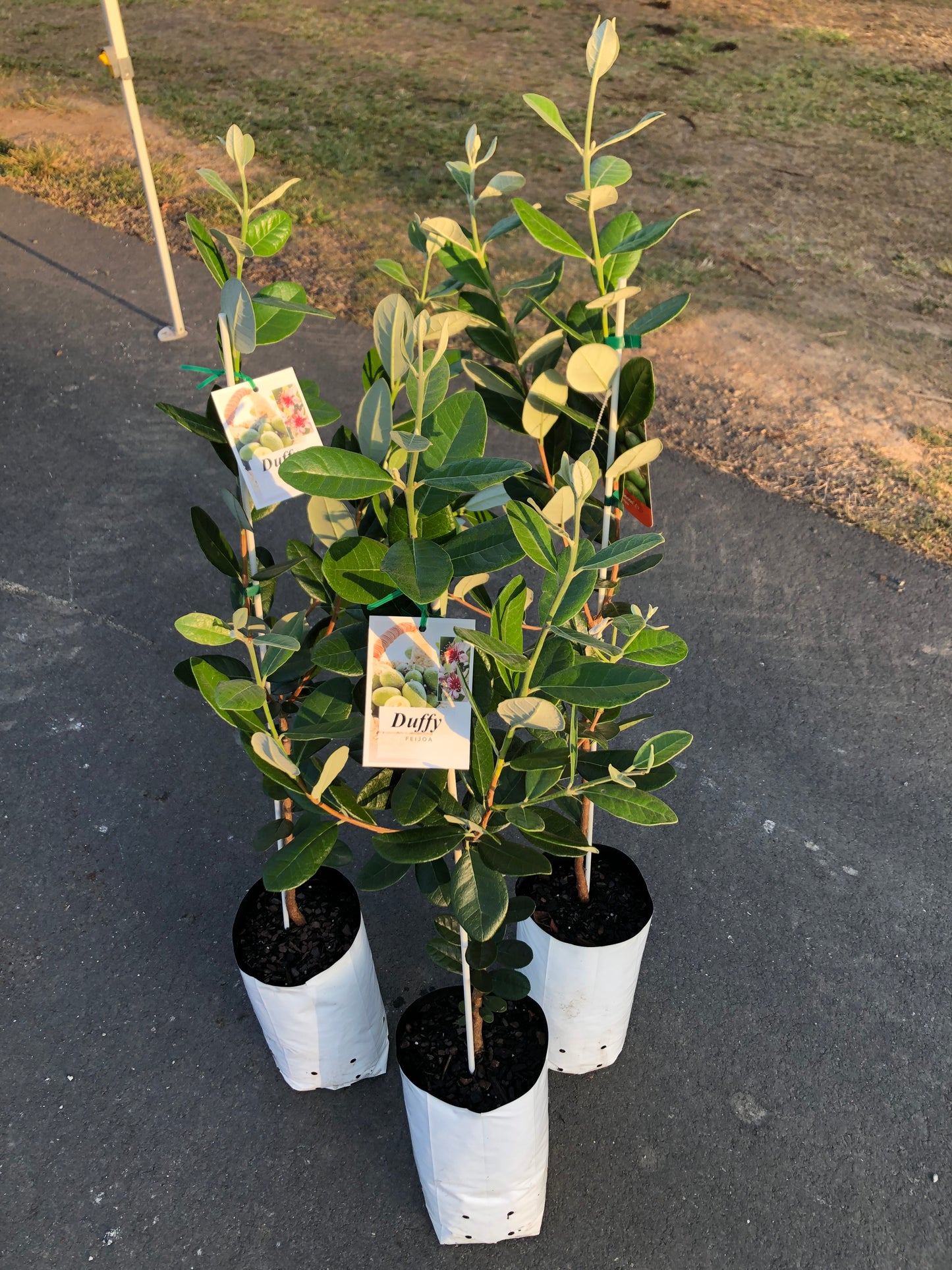 Feijoa Duffy 5l