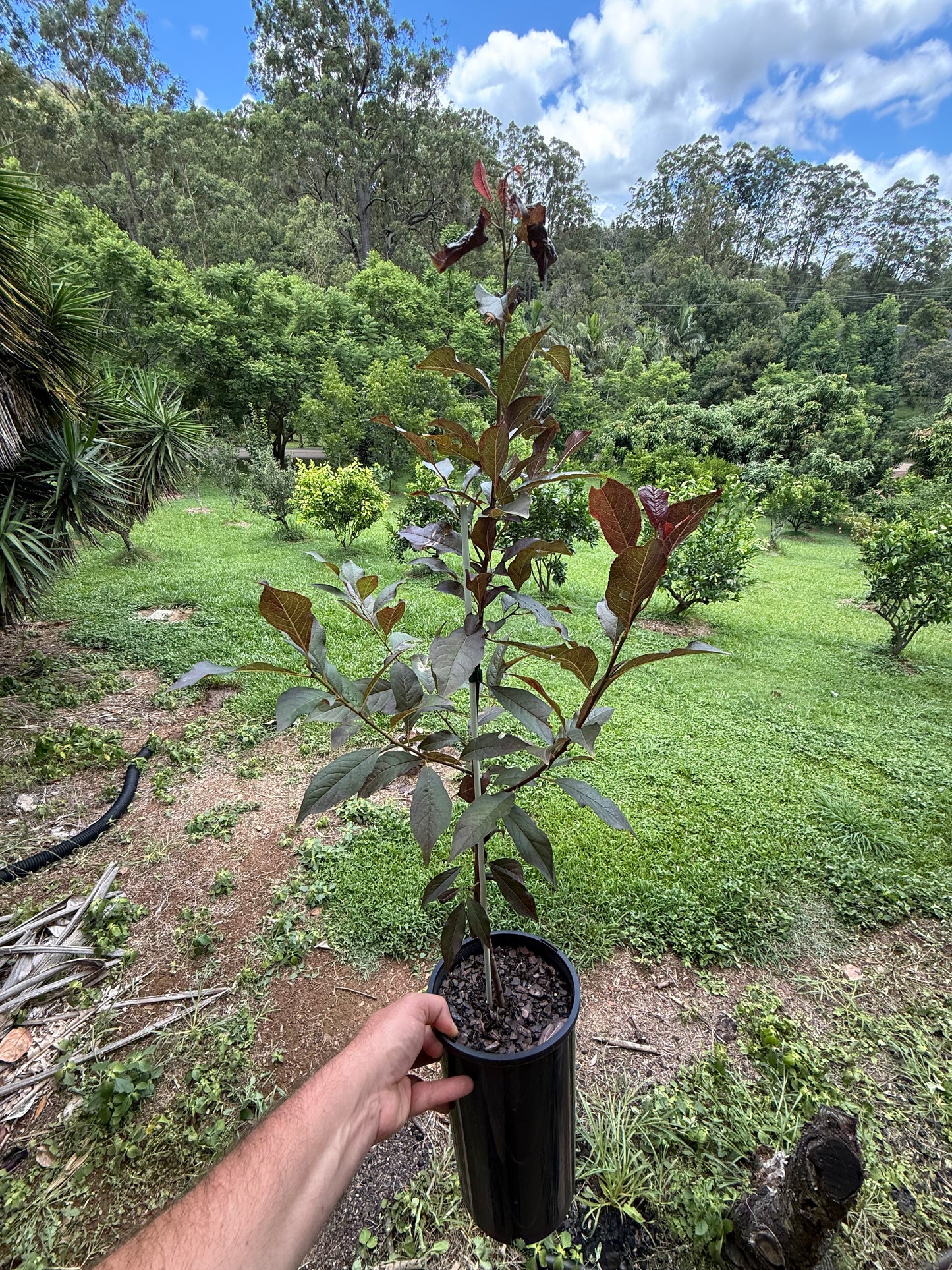 Plum - Yarrahapinni Blood