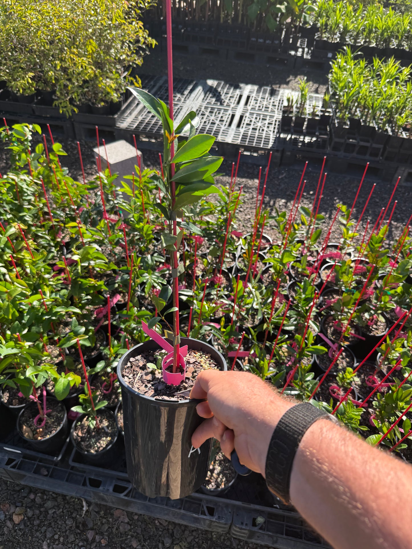 Cherry of the Rio Grande - Apricot 2l