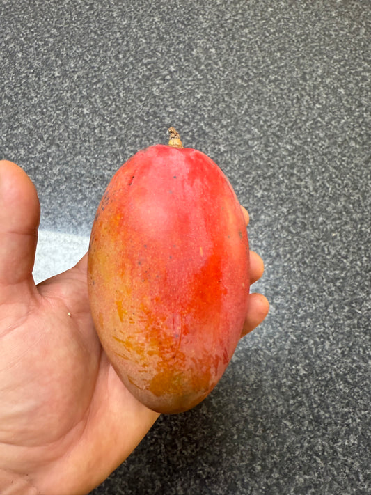Dwarf Mango - Osteen 5l