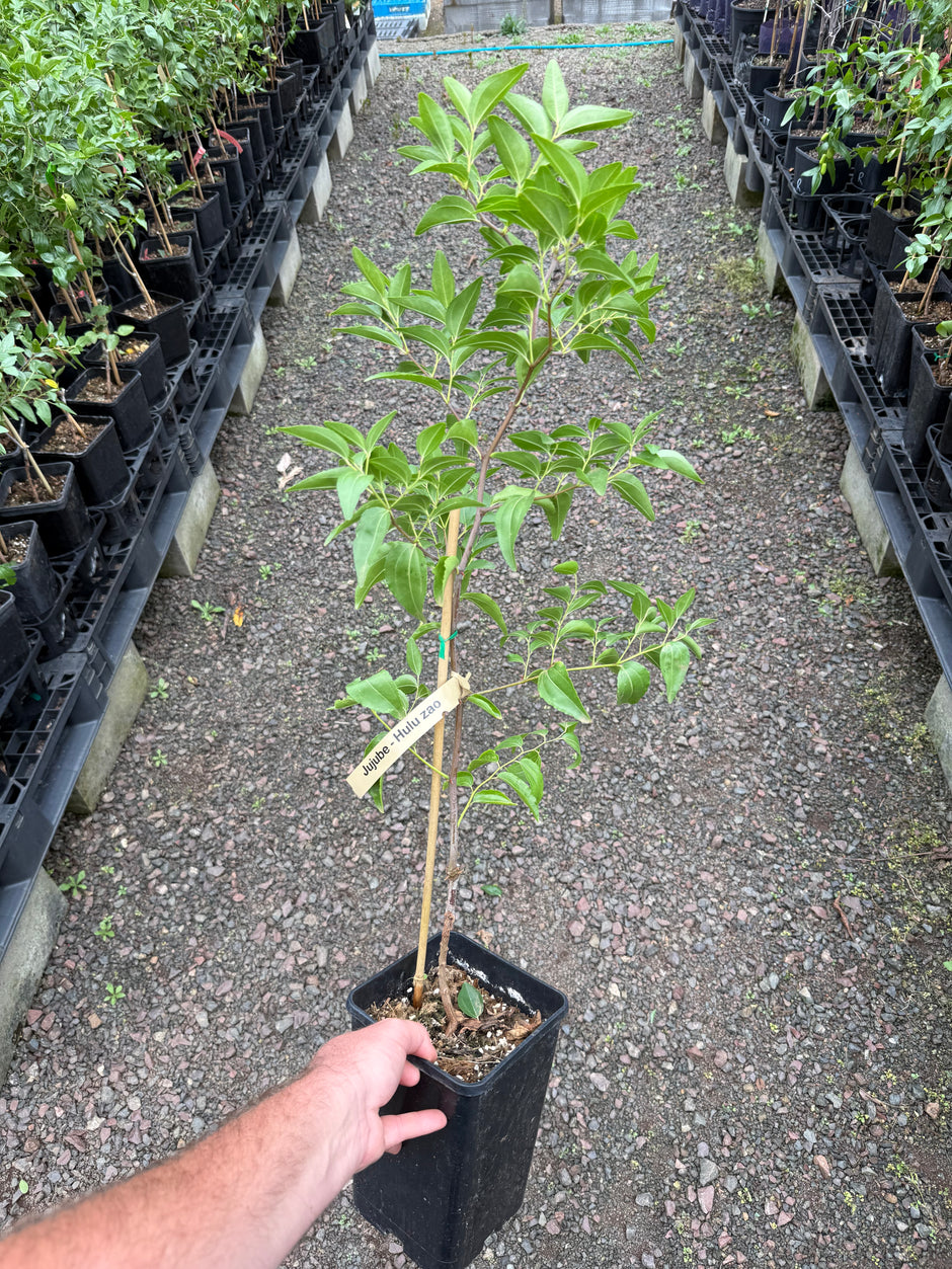 Buy Jujube Trees Online - Delivered to your door! – Ross Creek Tropicals