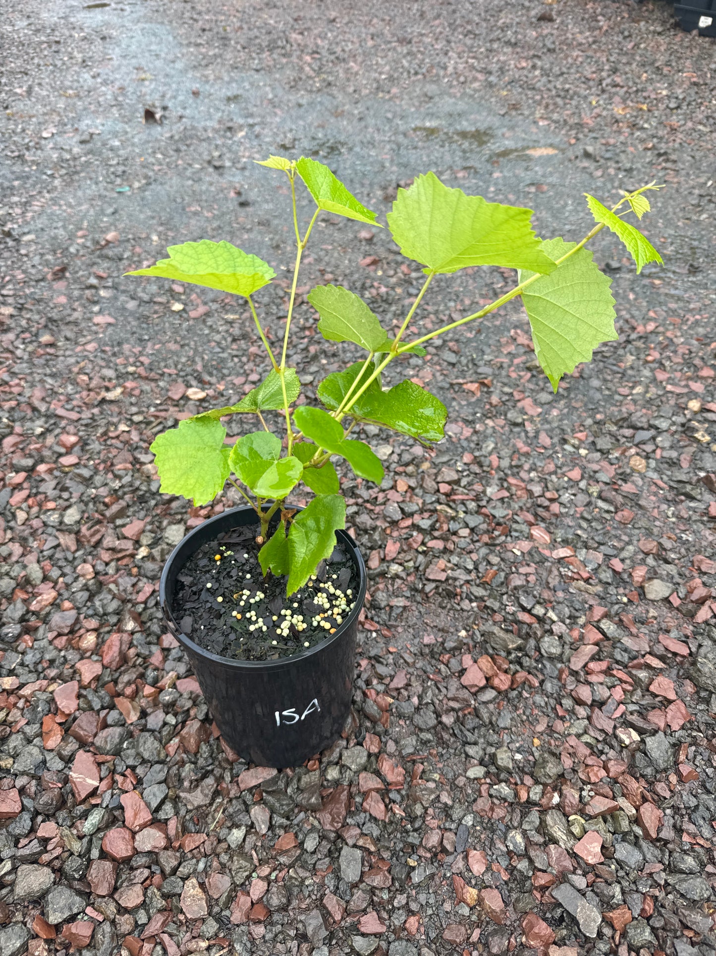 Grape Isabella Black QLD ONLY
