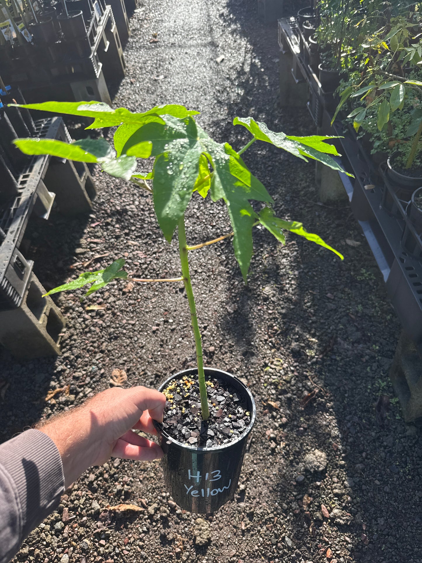 Papaya - Yellow H13