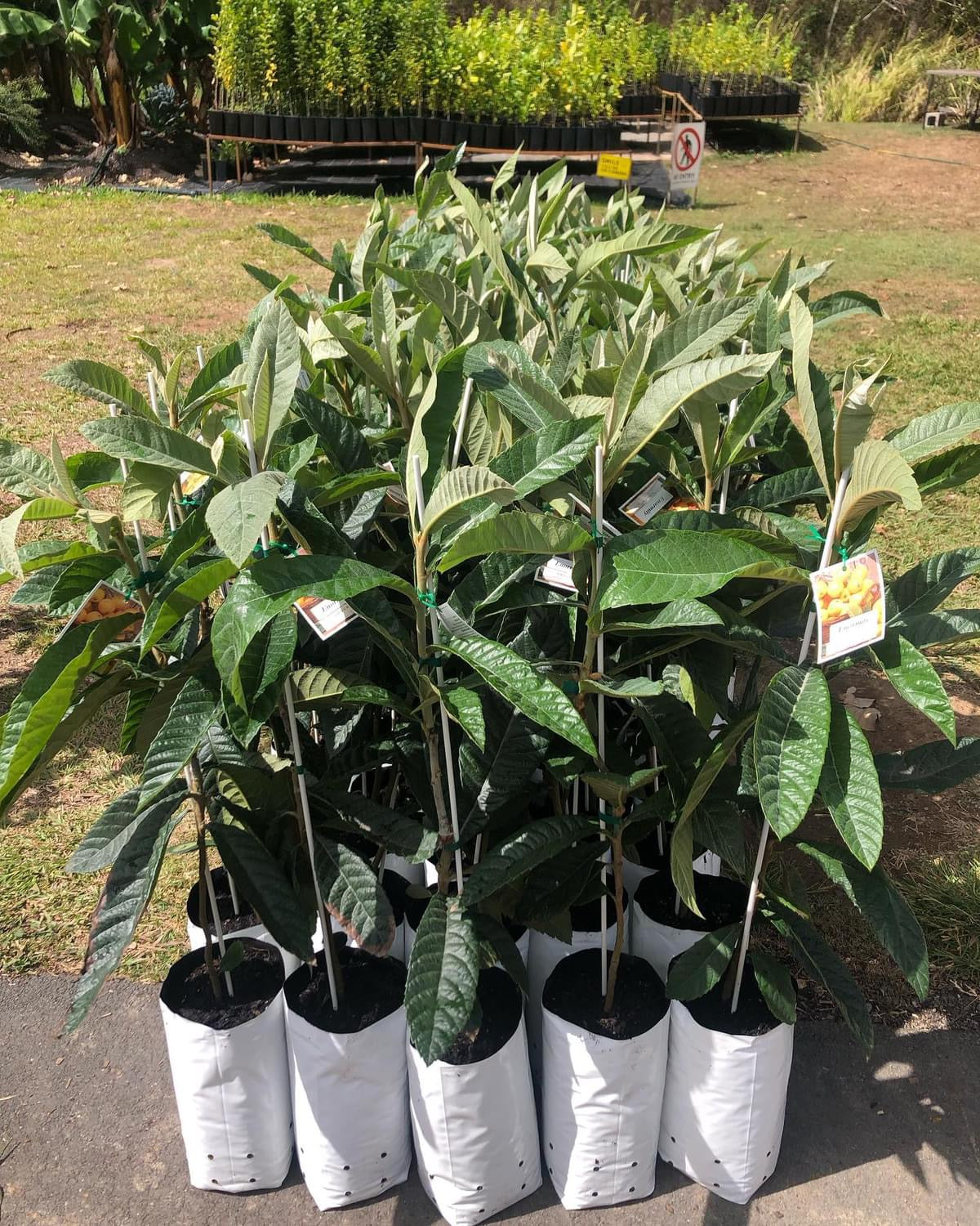 Buy Grafted Loquat tree - Enormity – Ross Creek Tropicals