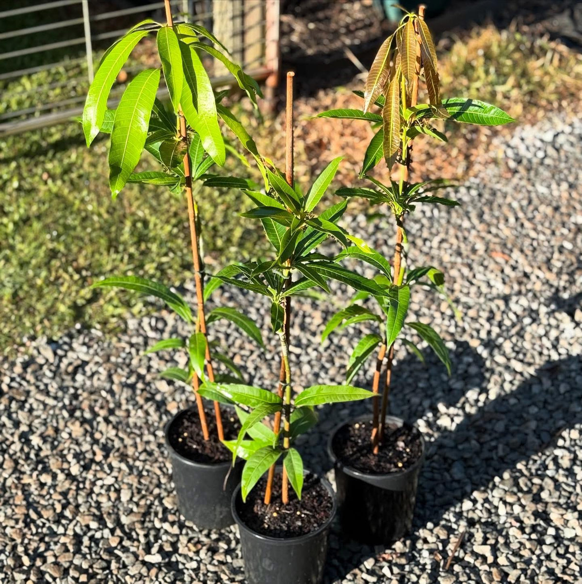 Buy Golden Queen / Taiwan Gold mango tree Australia. – Ross Creek Tropicals