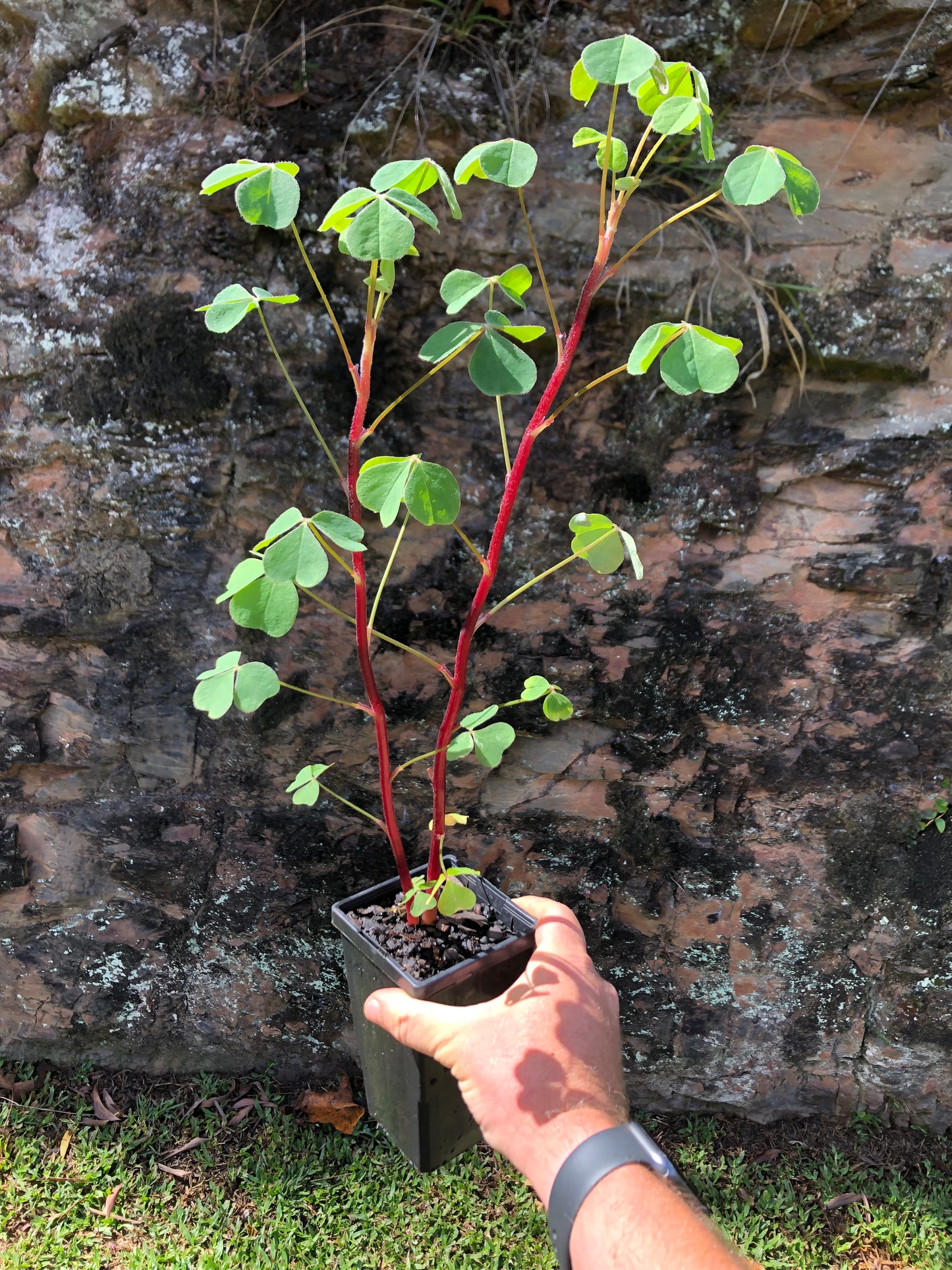 Oca - Yam