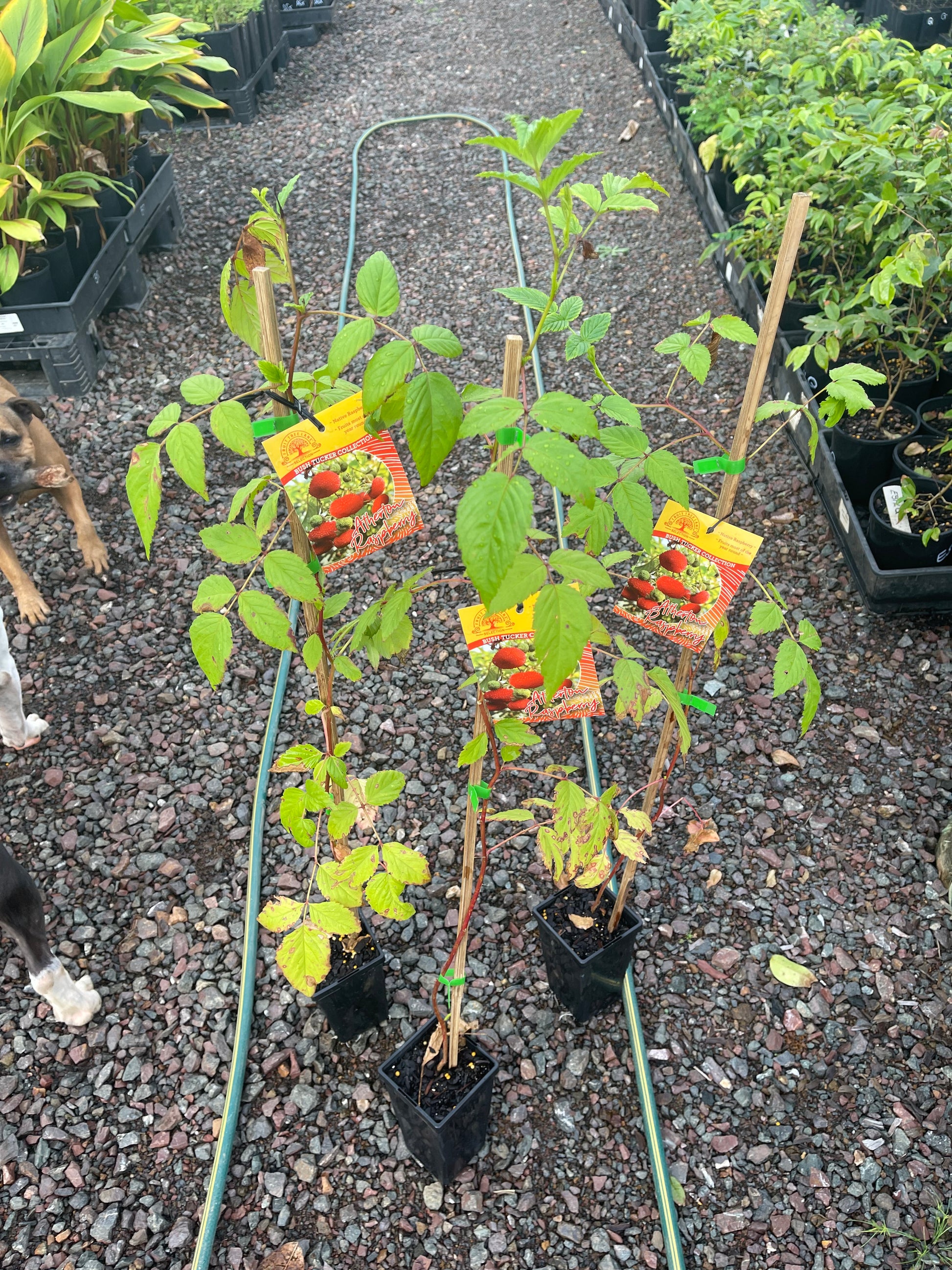 Buy Atherton Raspberry (native raspberry) Plant – Ross Creek Tropicals