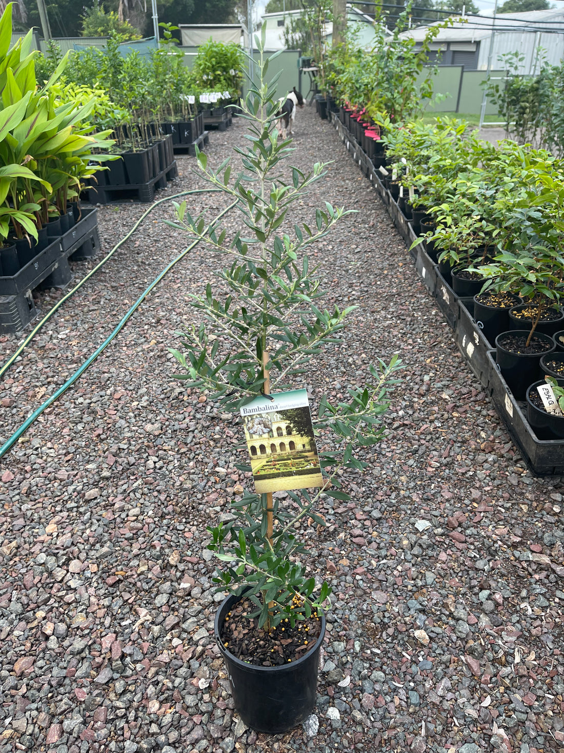 Buy Dwarf Olive trees online Ross Creek Tropicals