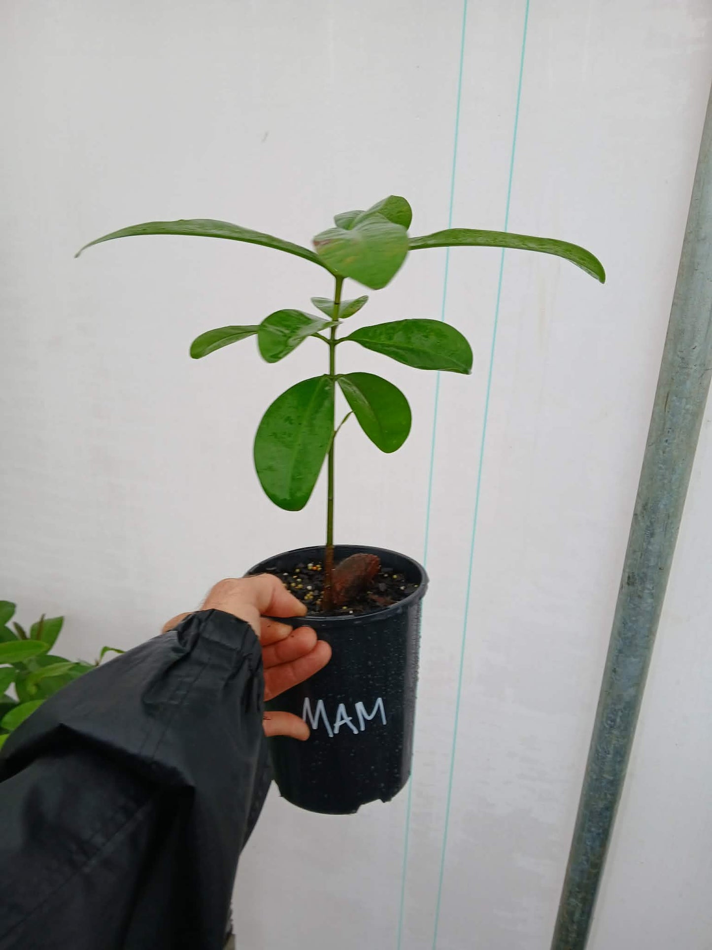 Mammea Americana - Mamey Apple 140mm