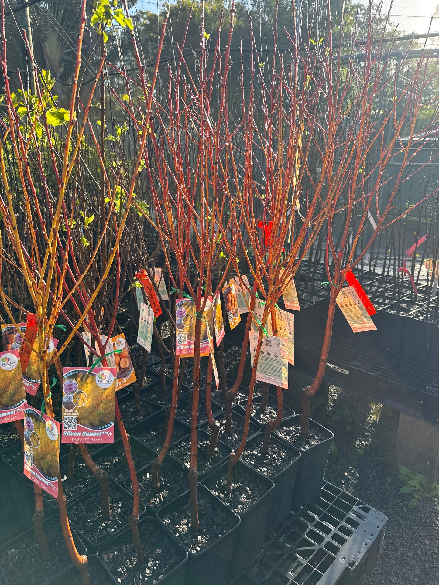 Dwarf Peach - Silvan Sunset (Four Seasons Peach) (Bare Root Potted)