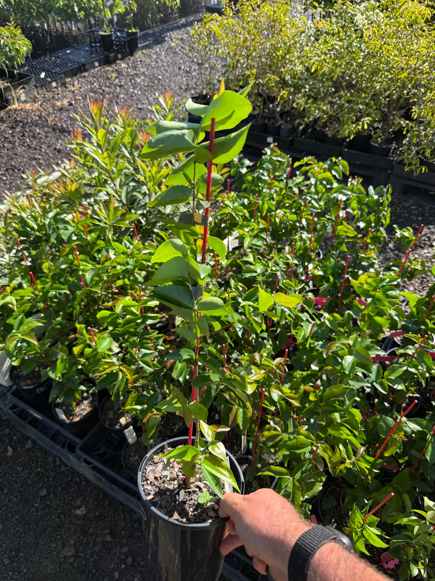 Brazilian Cherry - Regina 2l