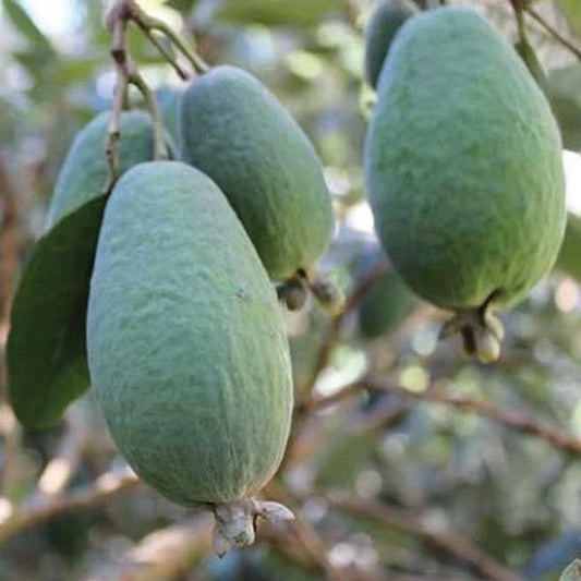 Feijoa Apollo
