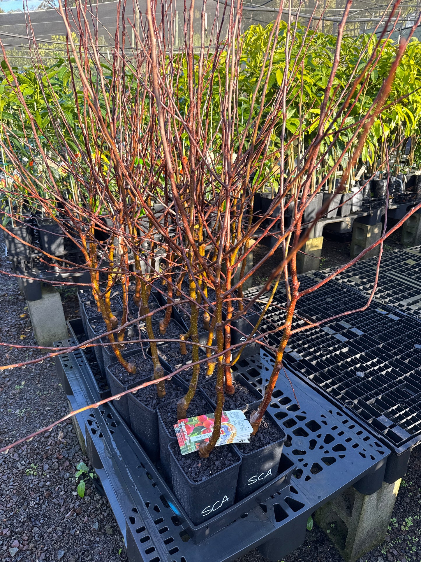 Dwarf Apple - Sweet Cheeks (Bare Root Potted)