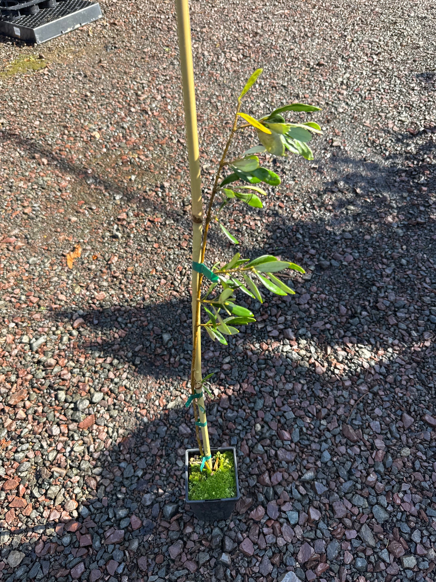 Olive - Arbequina 90mm