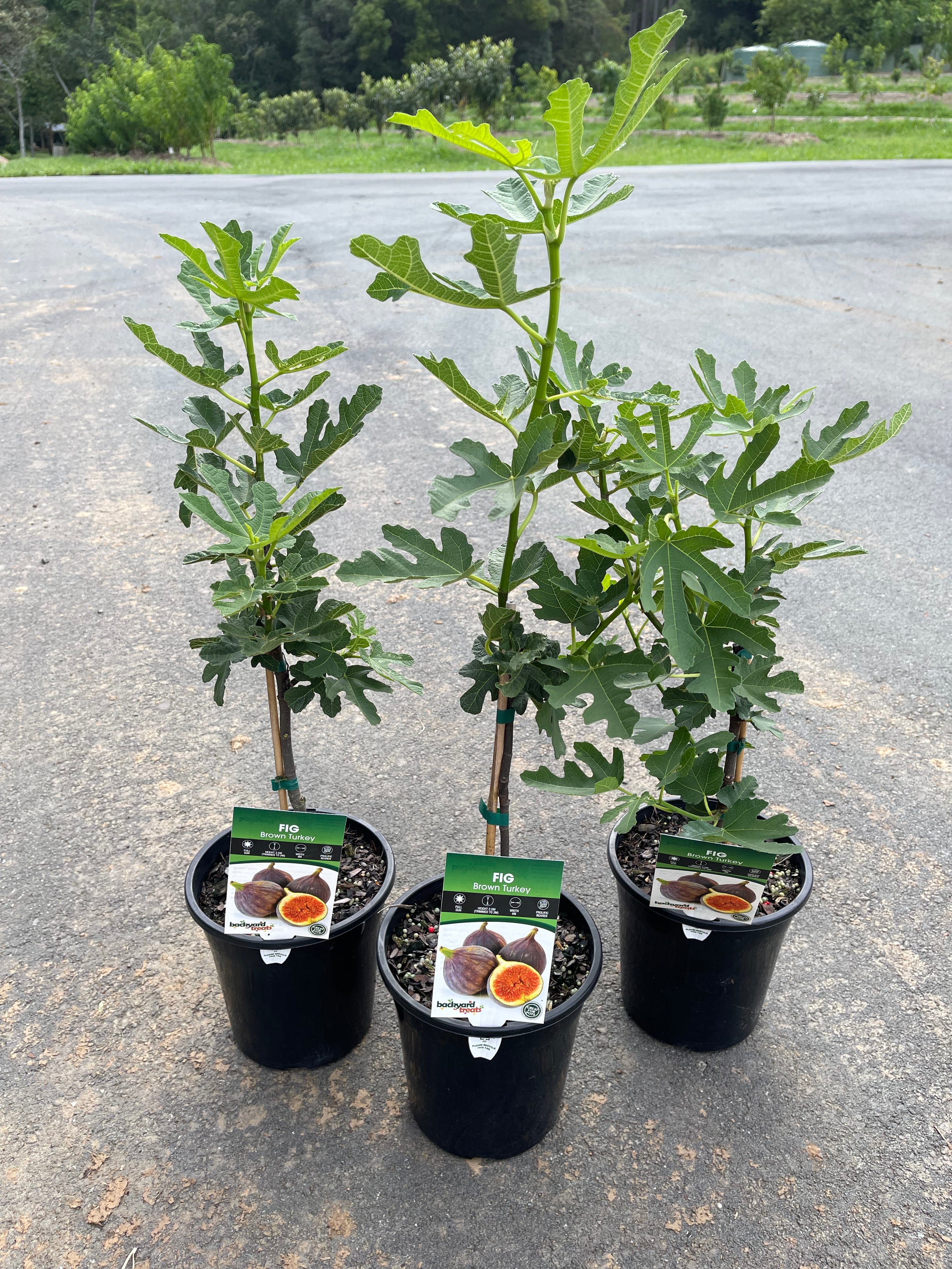 Buy Fig Fruit trees - Delivered to your door! – Ross Creek Tropicals