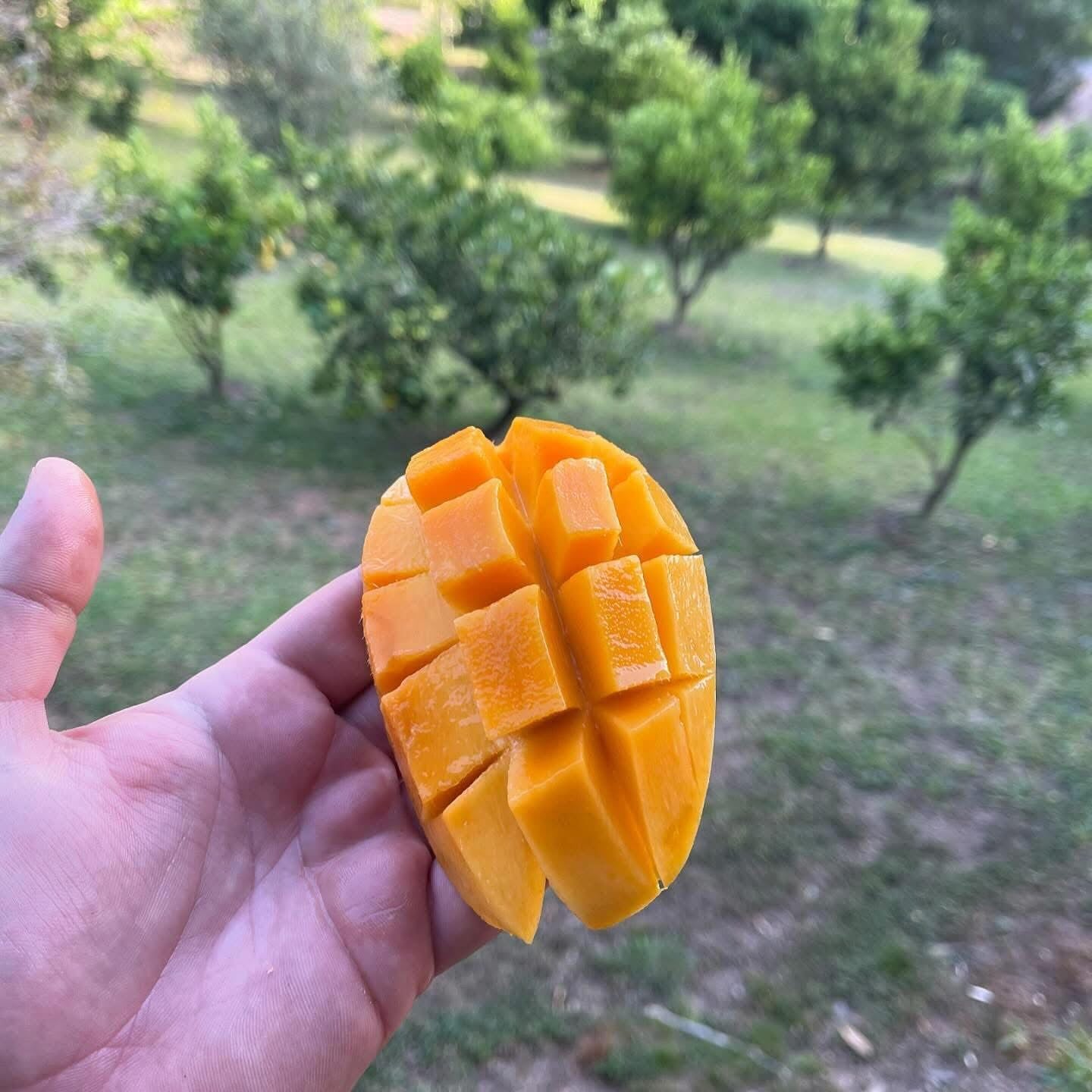 Dwarf Mango - Banana Ken 5L