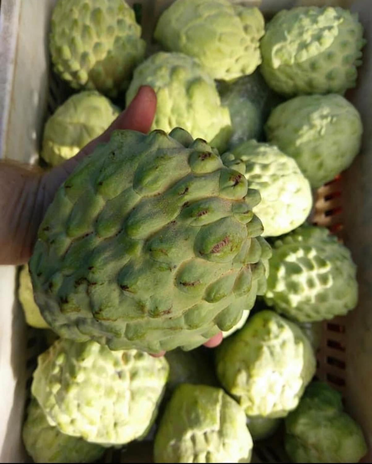 Custard Apple - Pinks Mammoth 5l