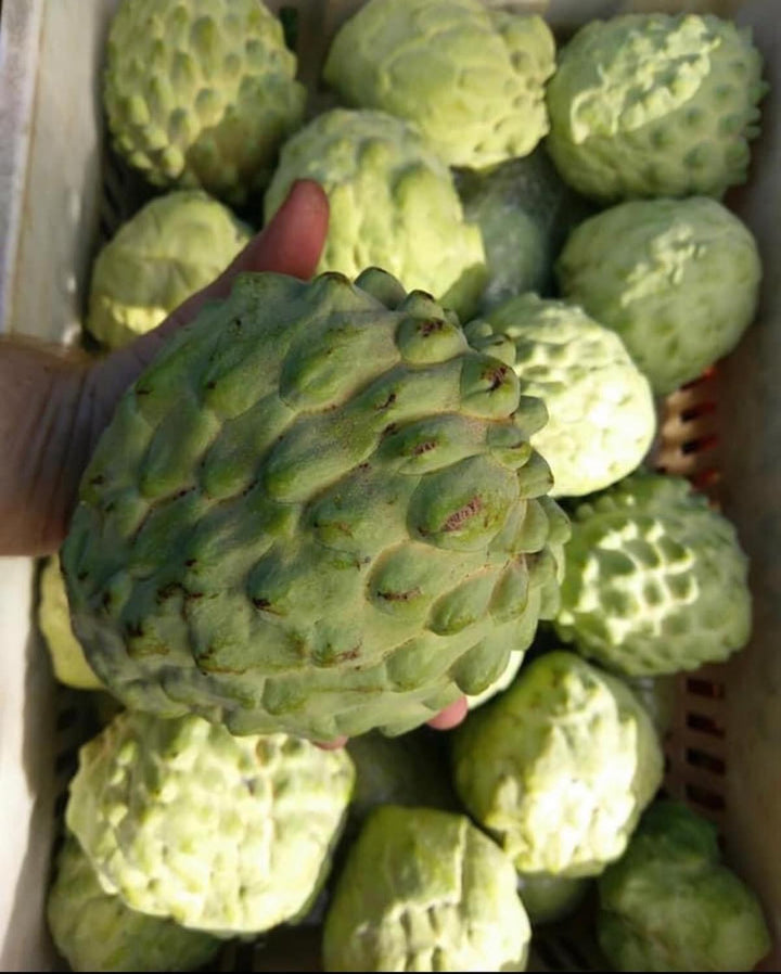Buy Custard Apple Tree online - Delivered to your door – Ross Creek ...
