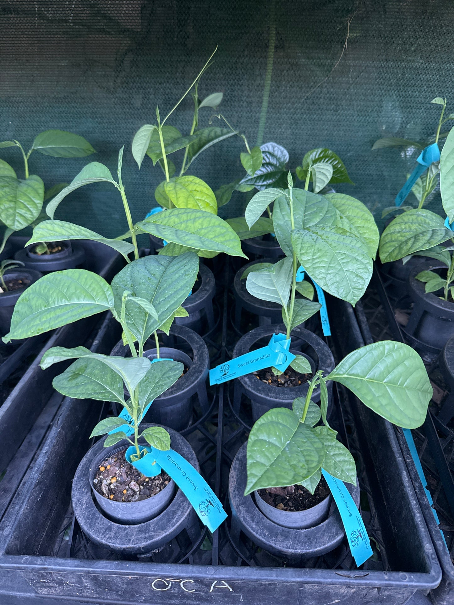 Passion fruit - Sweet Granadilla