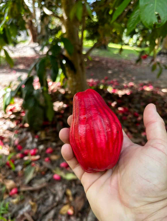 Giant Lau Lau Advanced (syzygium megacarpa)