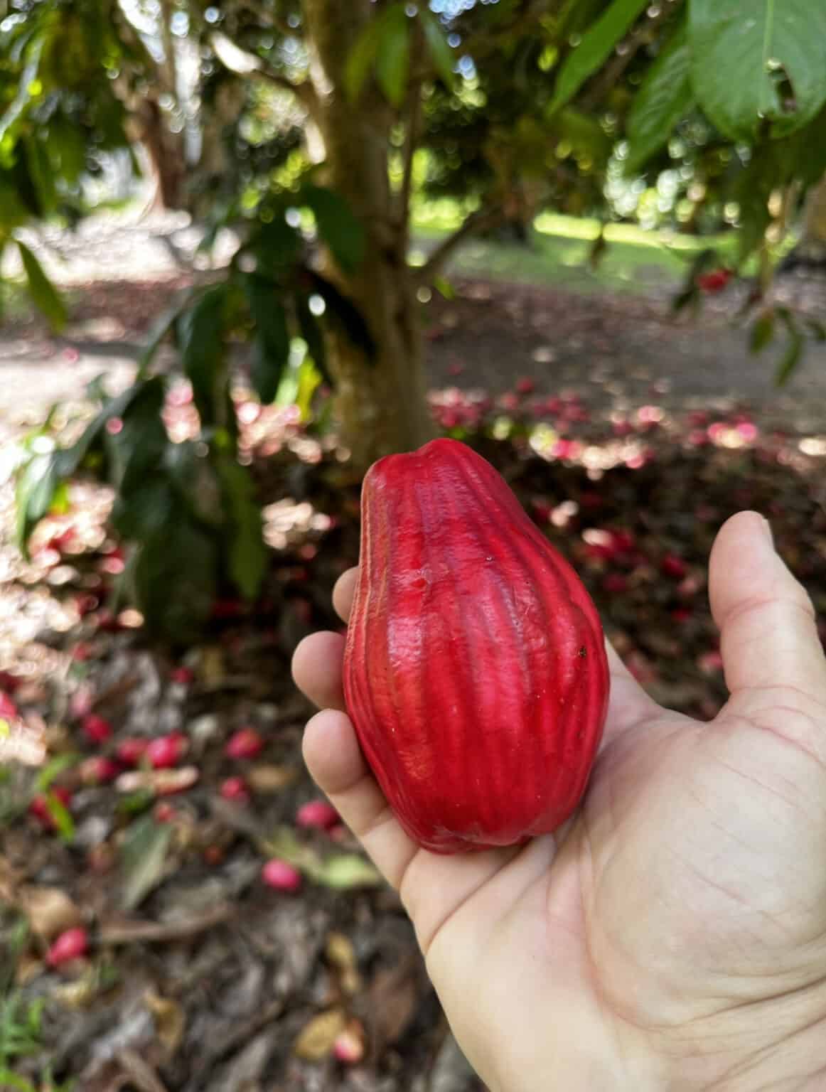 Giant Lau Lau 140mm (syzygium megacarpa)