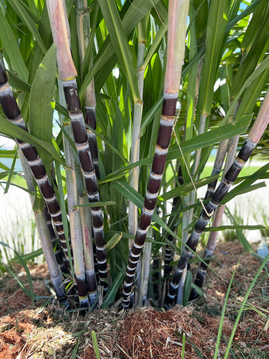 Sugar cane - Badila